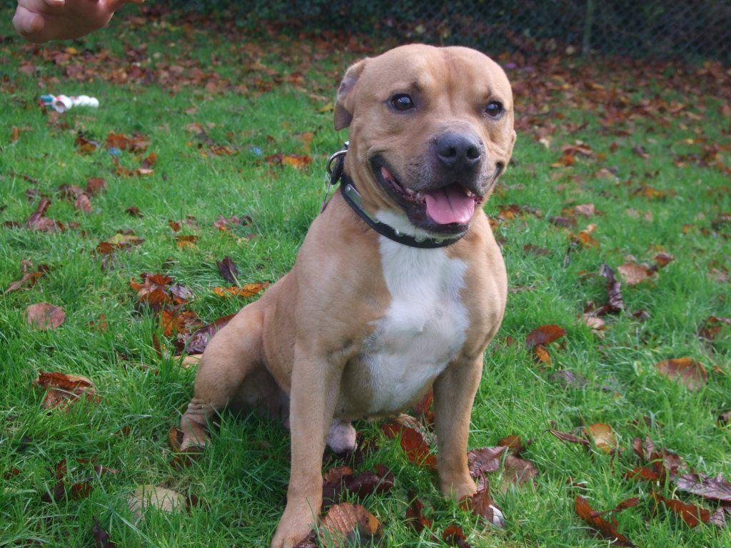 1024x768 Staffy Wallpaper