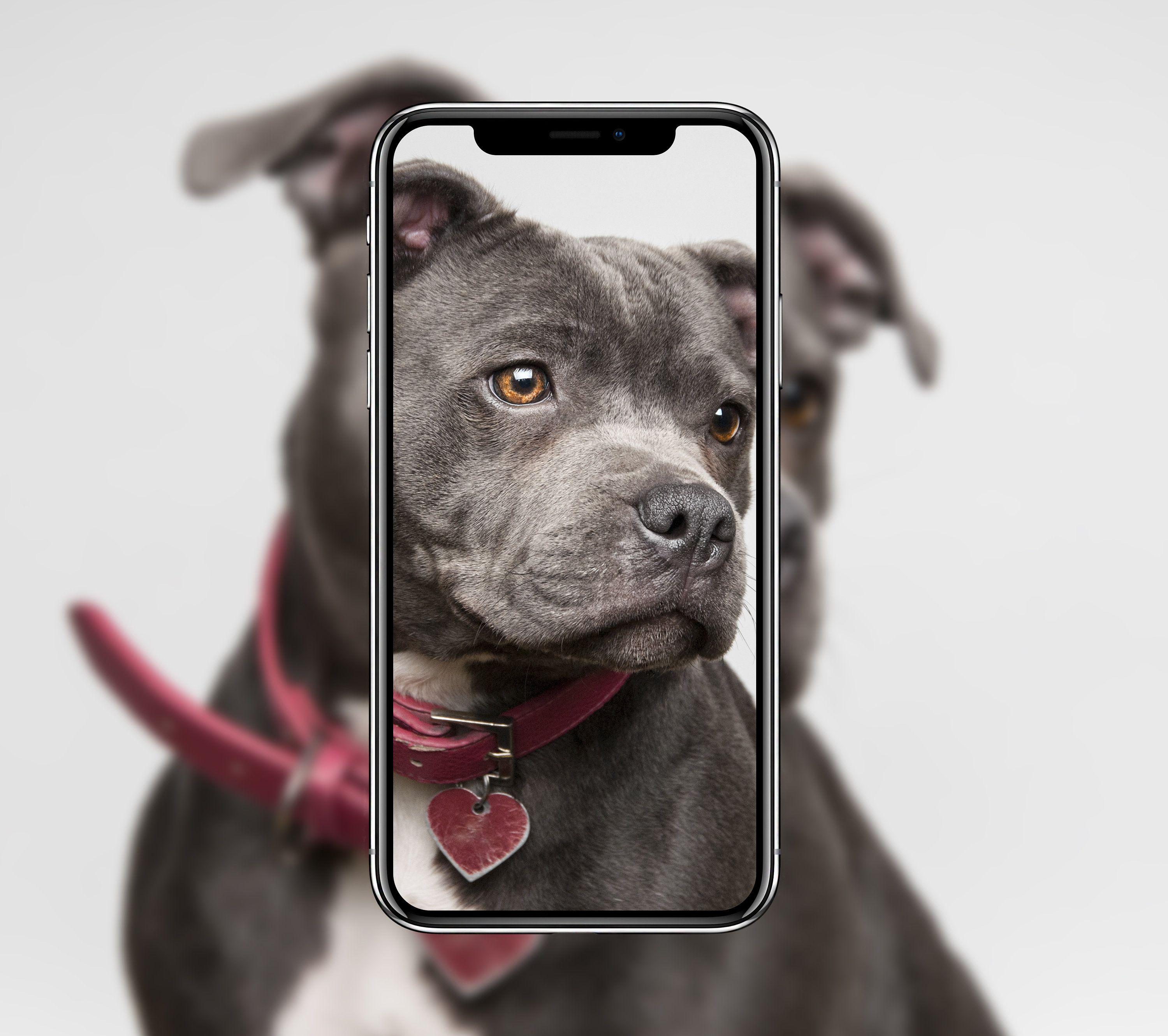 3000x2662 Excited to share the latest addition to my #etsy shop: Digital Download Bull Terrier iPhone Android Mob. Dog wallpaper iphone, Dog wallpaper, Dogs