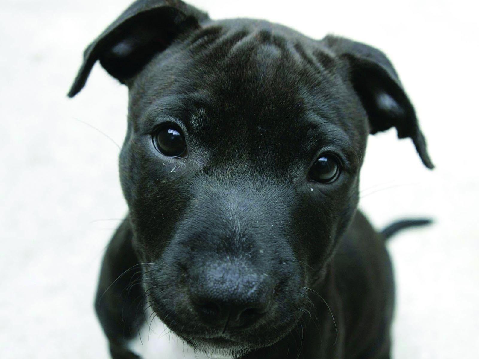 1600x1200 Staffordshire Bull Terrier
