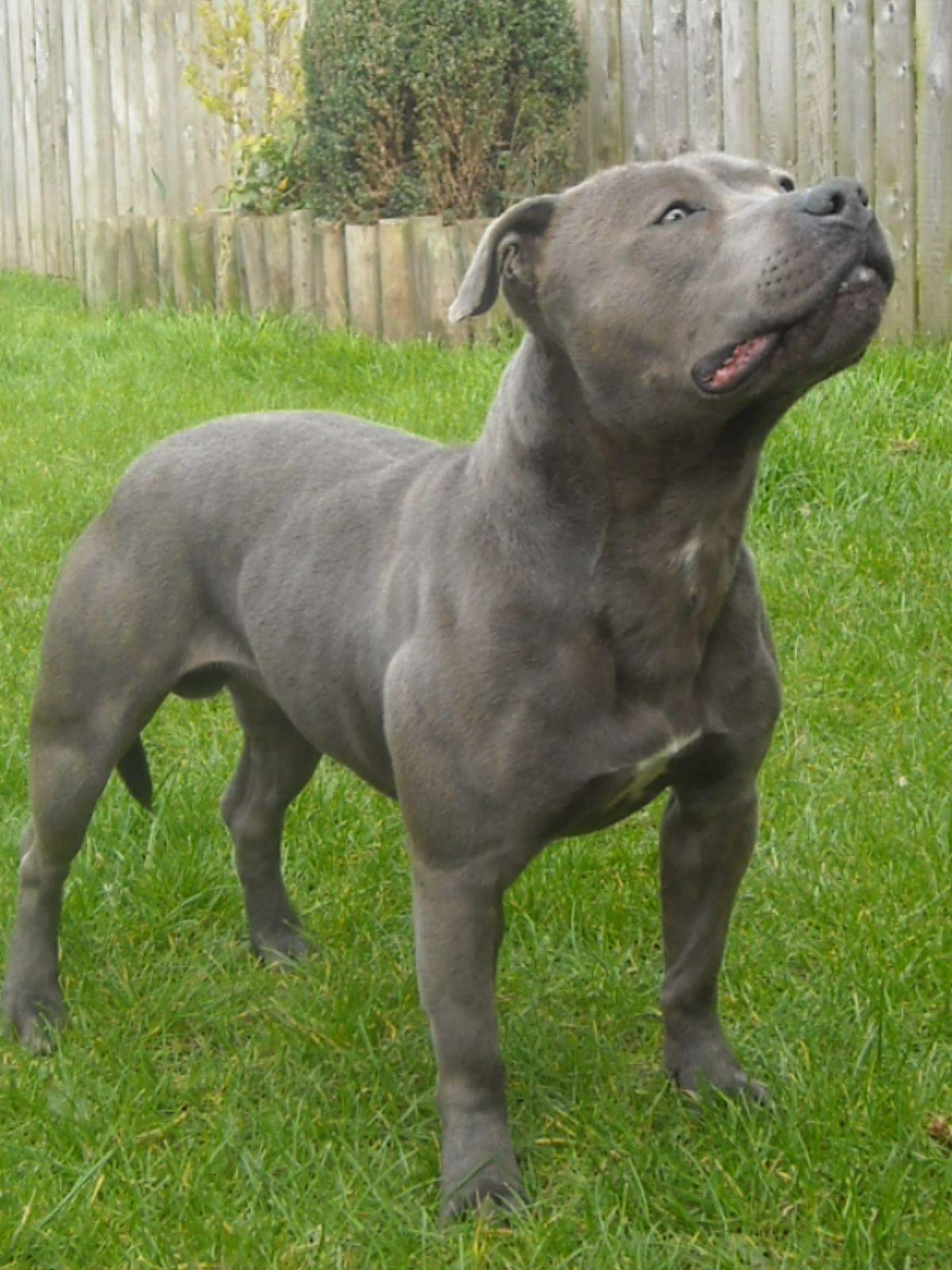 1200x1600 → Staffordshire Bull Terrier Wallpaper