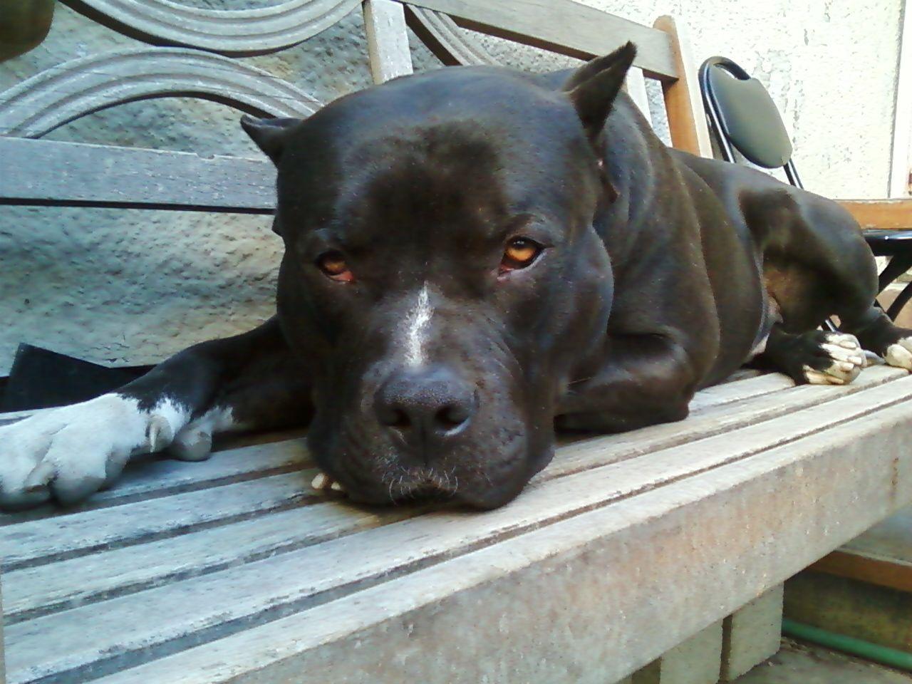 1280x960 Staffordshire Bull Terrier wallpaperx960