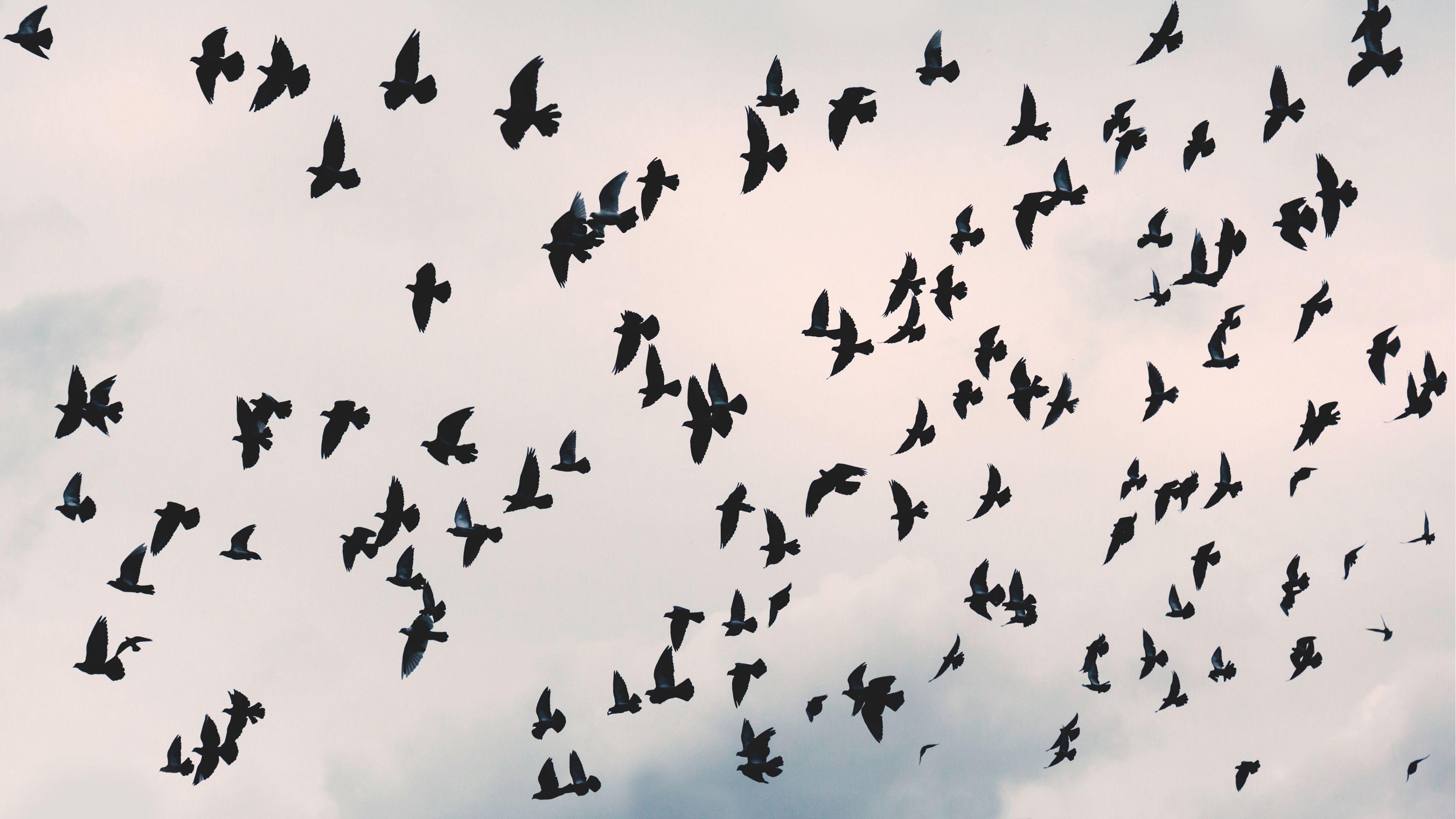 3840x2160 Flying Free Birds Wallpaper 4K