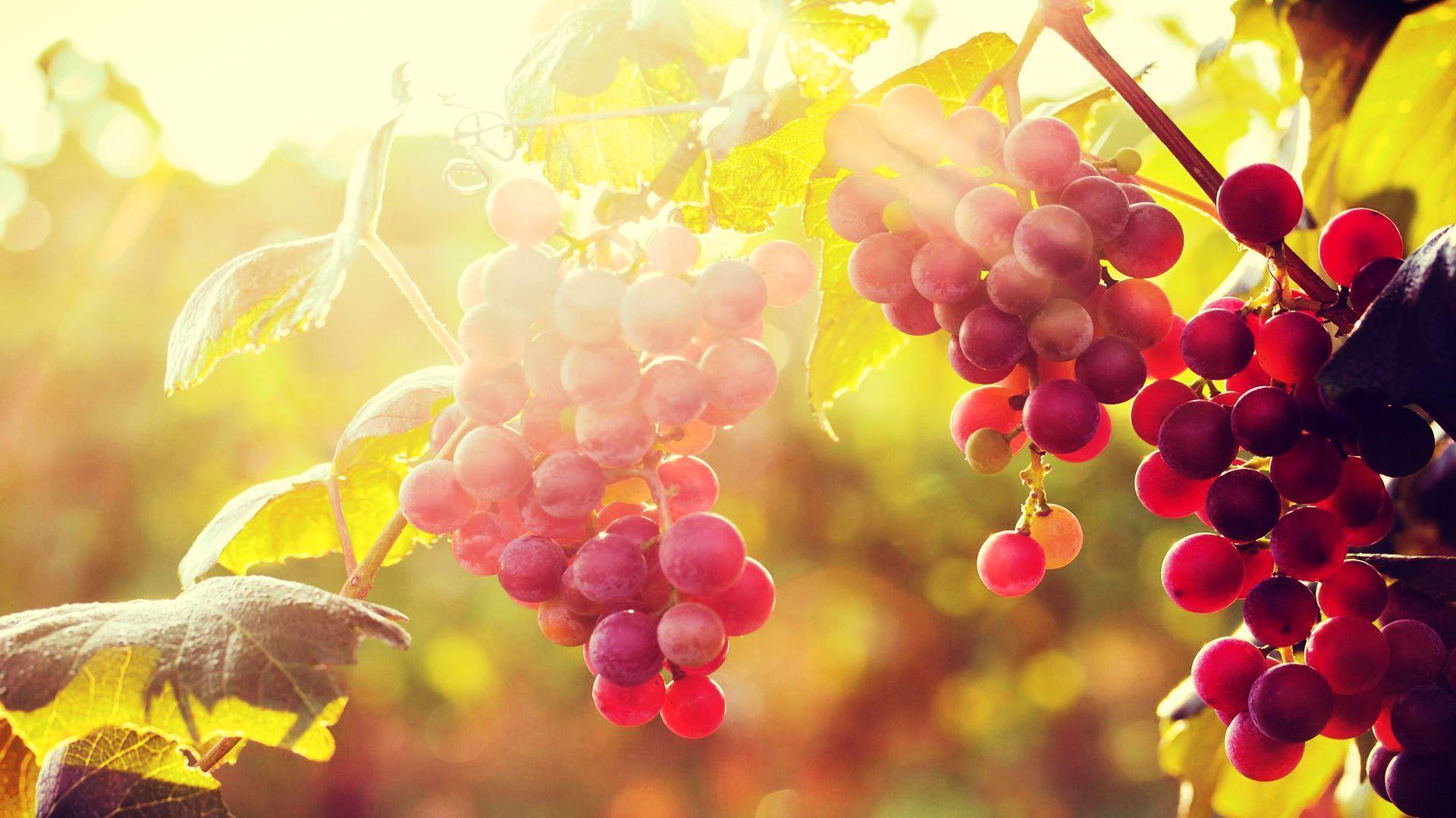1920x1080 Grape Vineyard Wallpaper