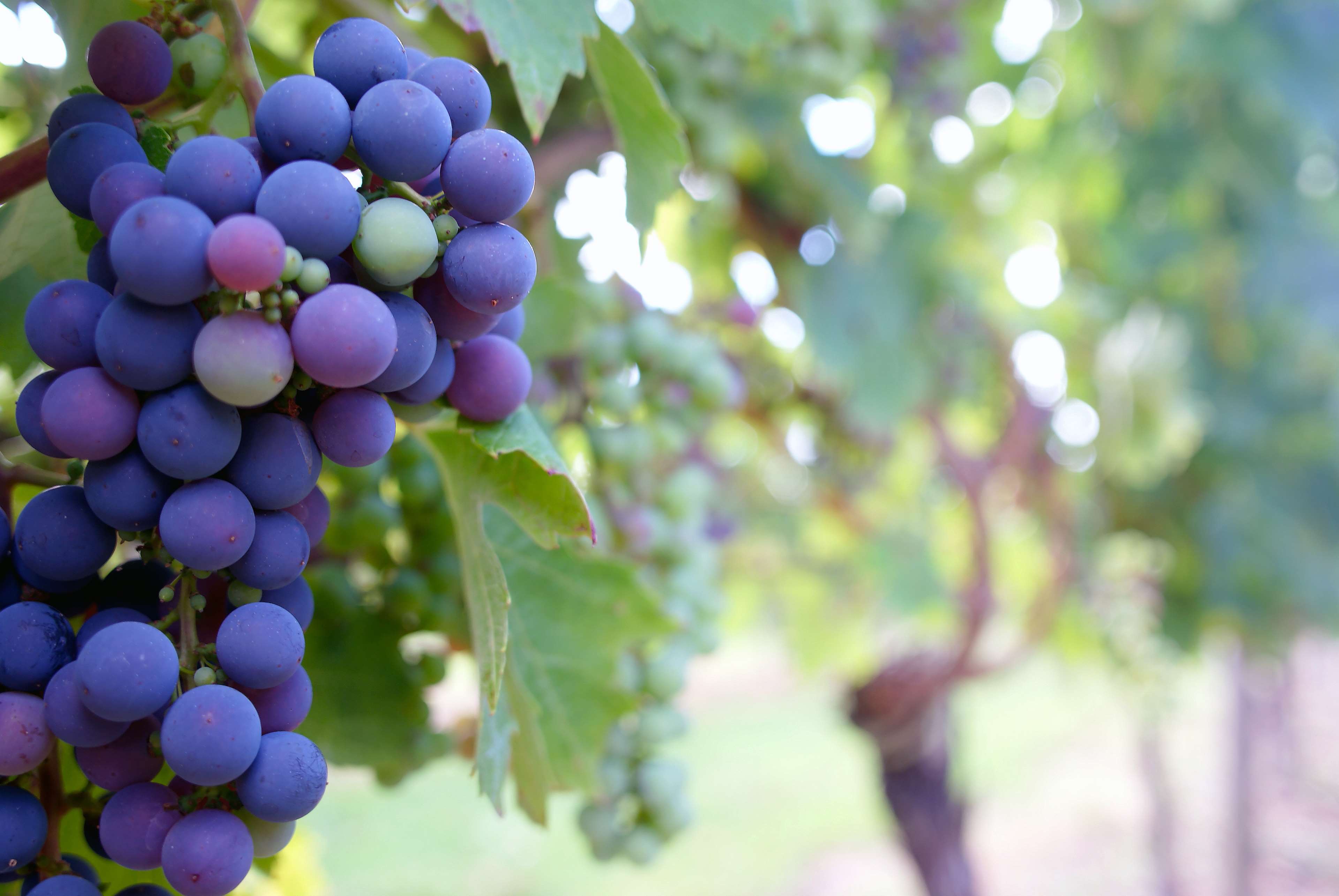 Grape Vine Wallpapers - Top Free Grape Vine Backgrounds - WallpaperAccess