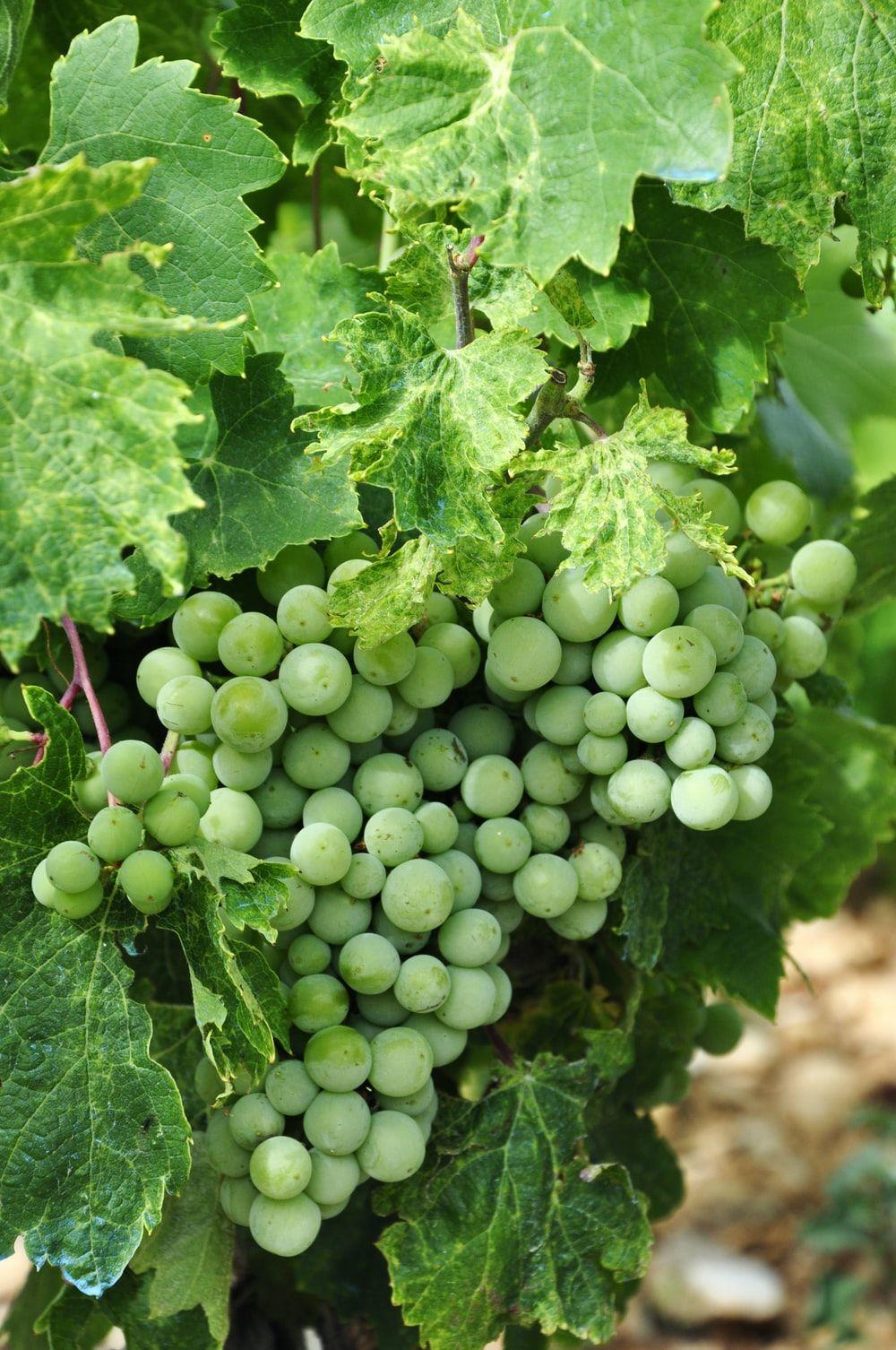 1000x1506 Grape Picture. Download Free Image
