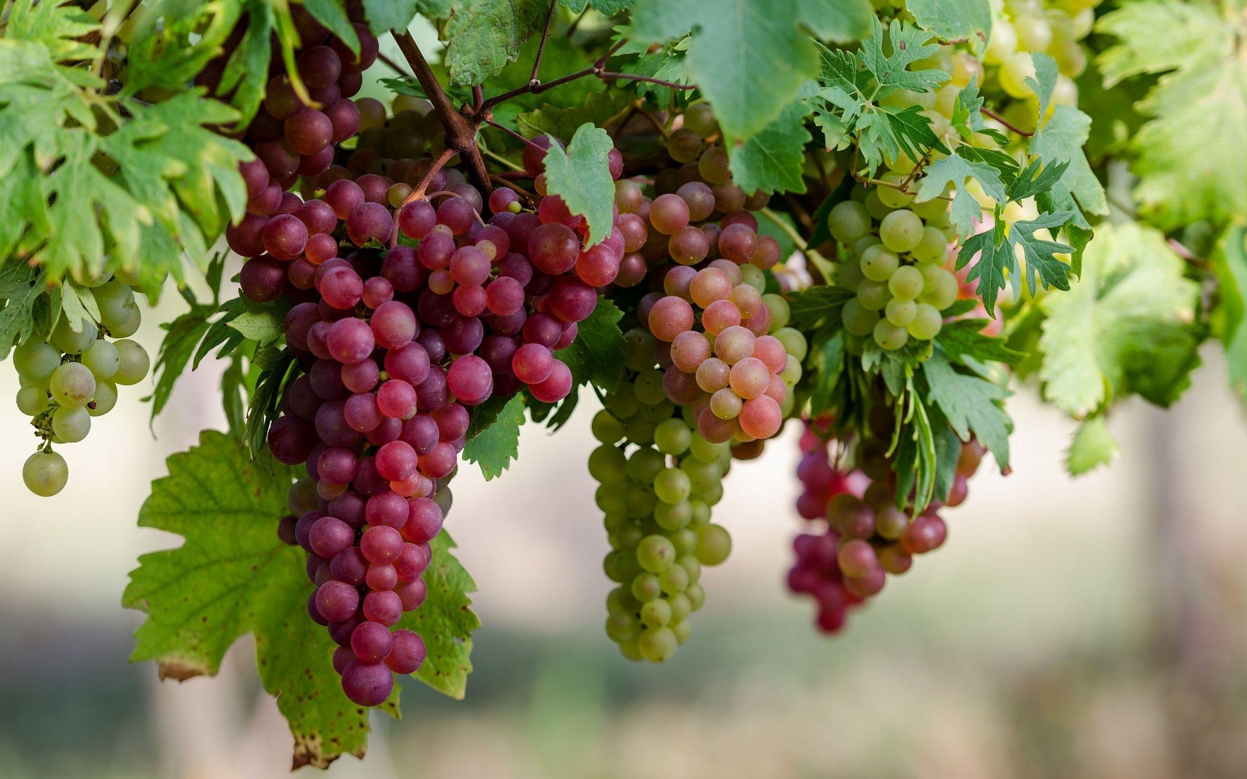 2560x1600 Grape Vine Wallpaper