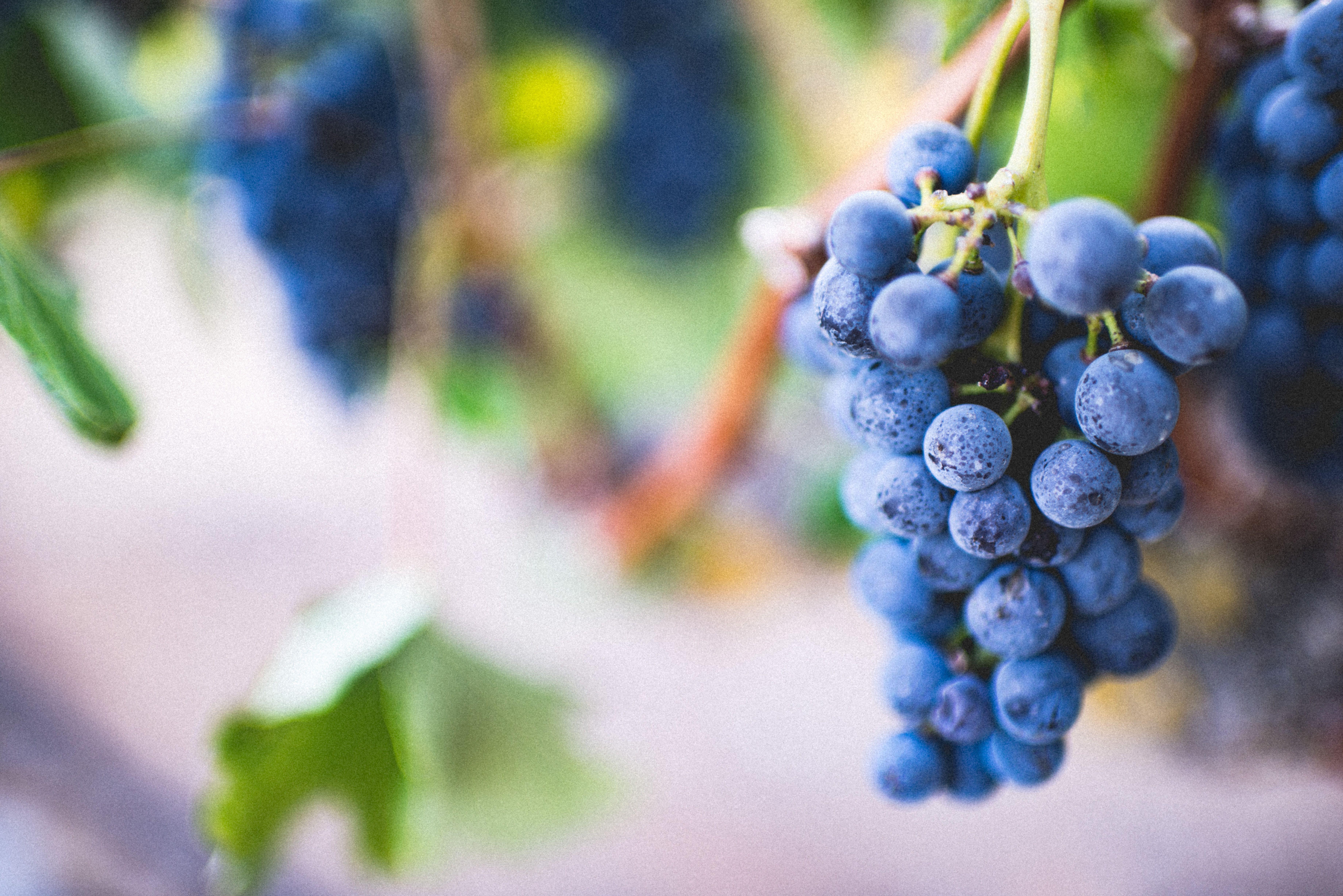 7360x4912 Free Image : branch, blur, grape, vine, vineyard, fruit, berry, leaf, flower, summer, food, green, produce, color, grow, blue, agriculture, flora, close up, outdoors, shrub, fruits, cluster, macro photography, flowering plant, vitis