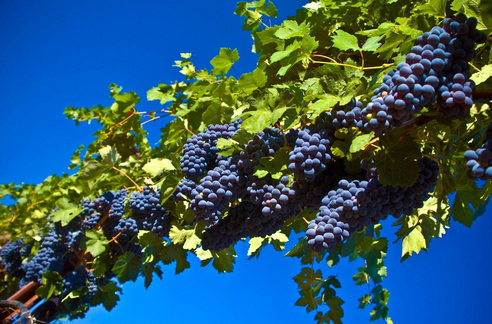 1600x1055 Grapevine Wallpaper