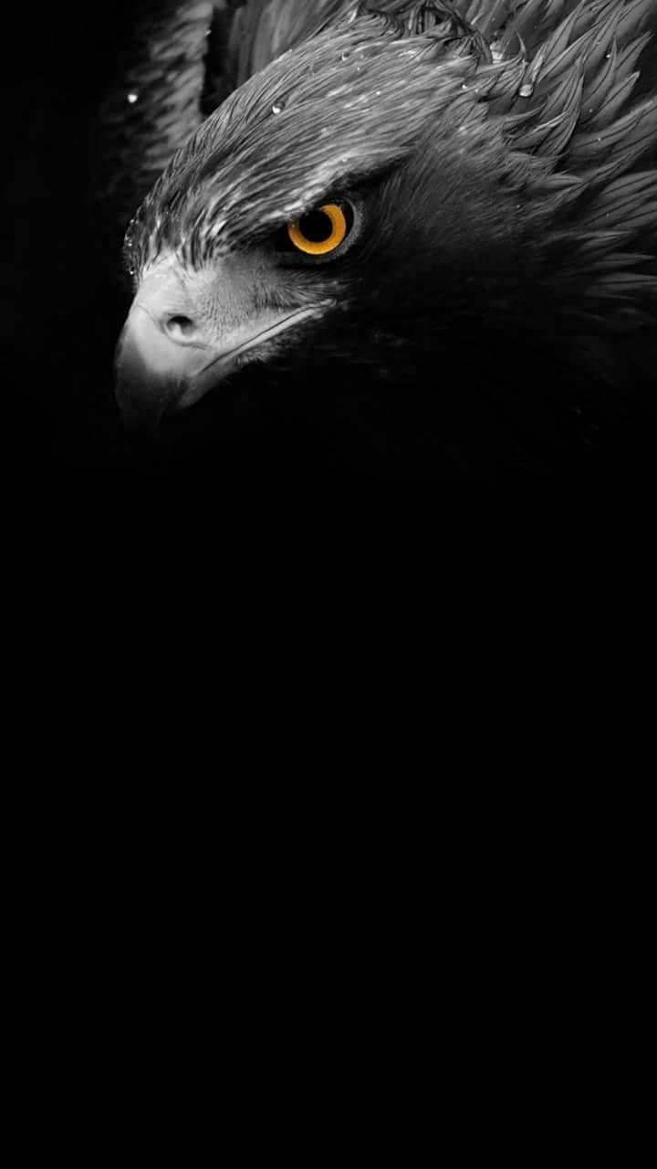 720x1280 Falcon wallpaper