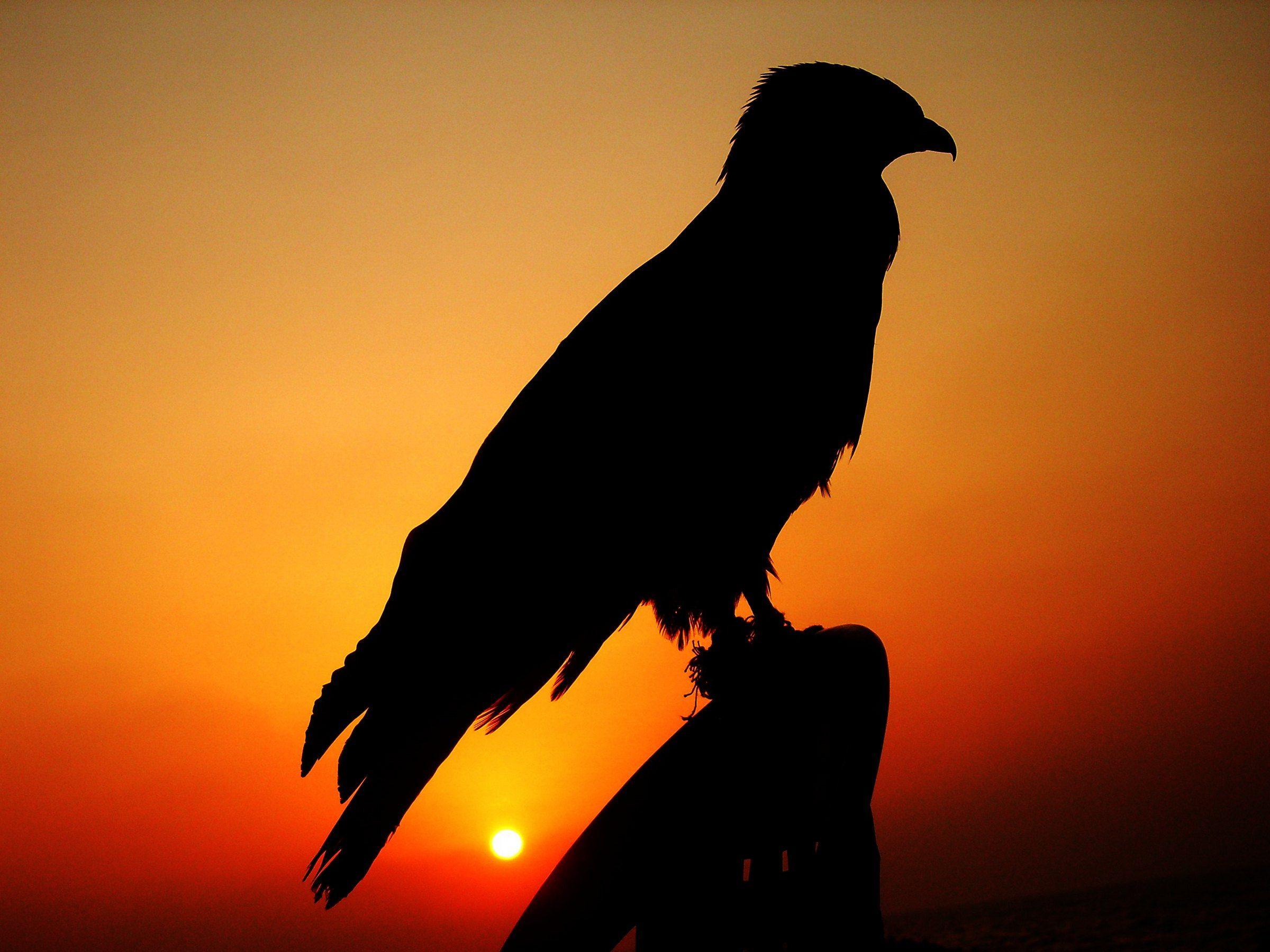 2400x1800 Awesome Falcon Wallpaper