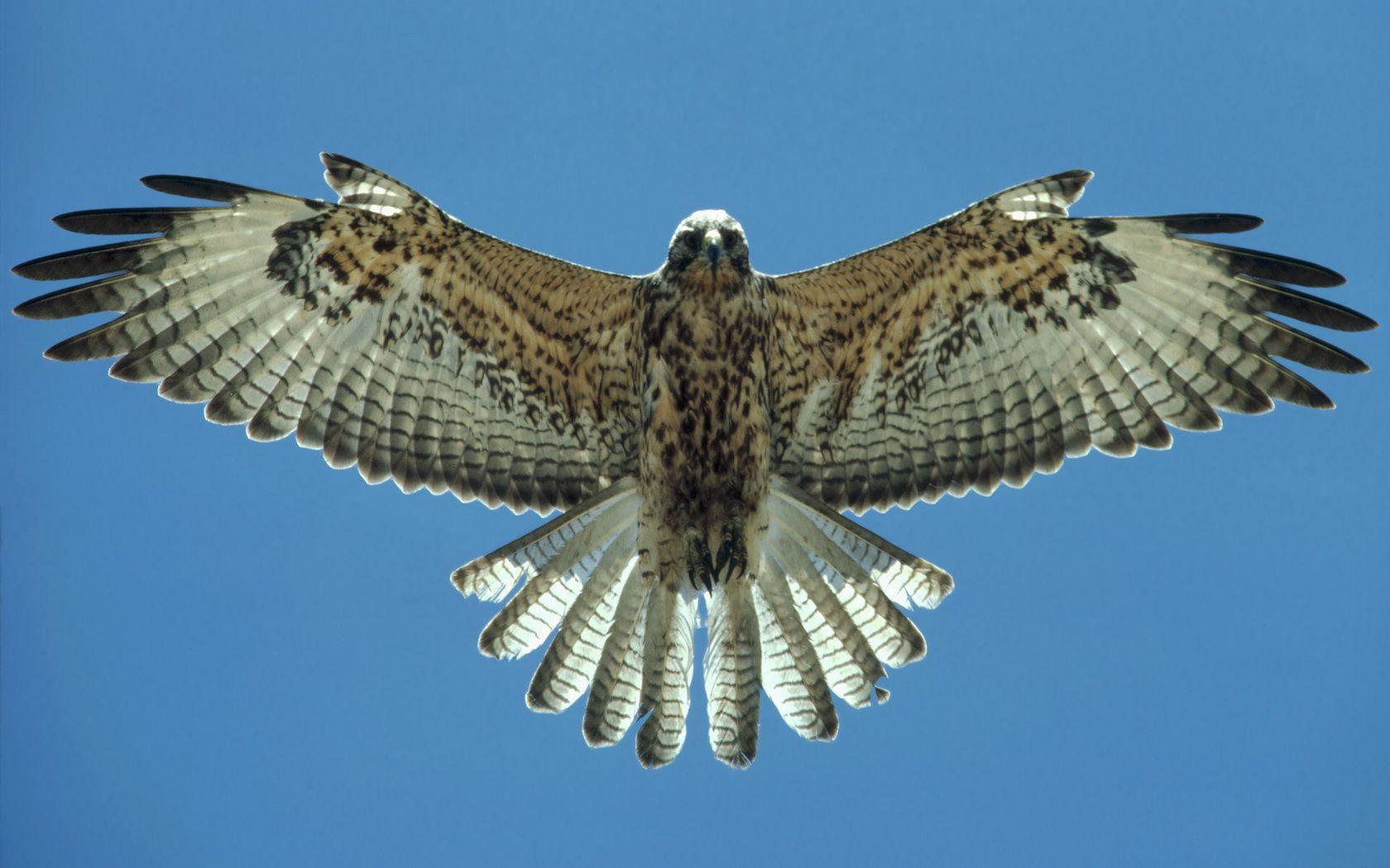1680x1050 Animal Falcon Wallpaper:1680x1050