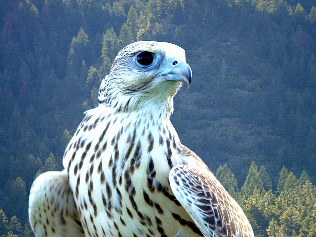 1024x768 Falcon