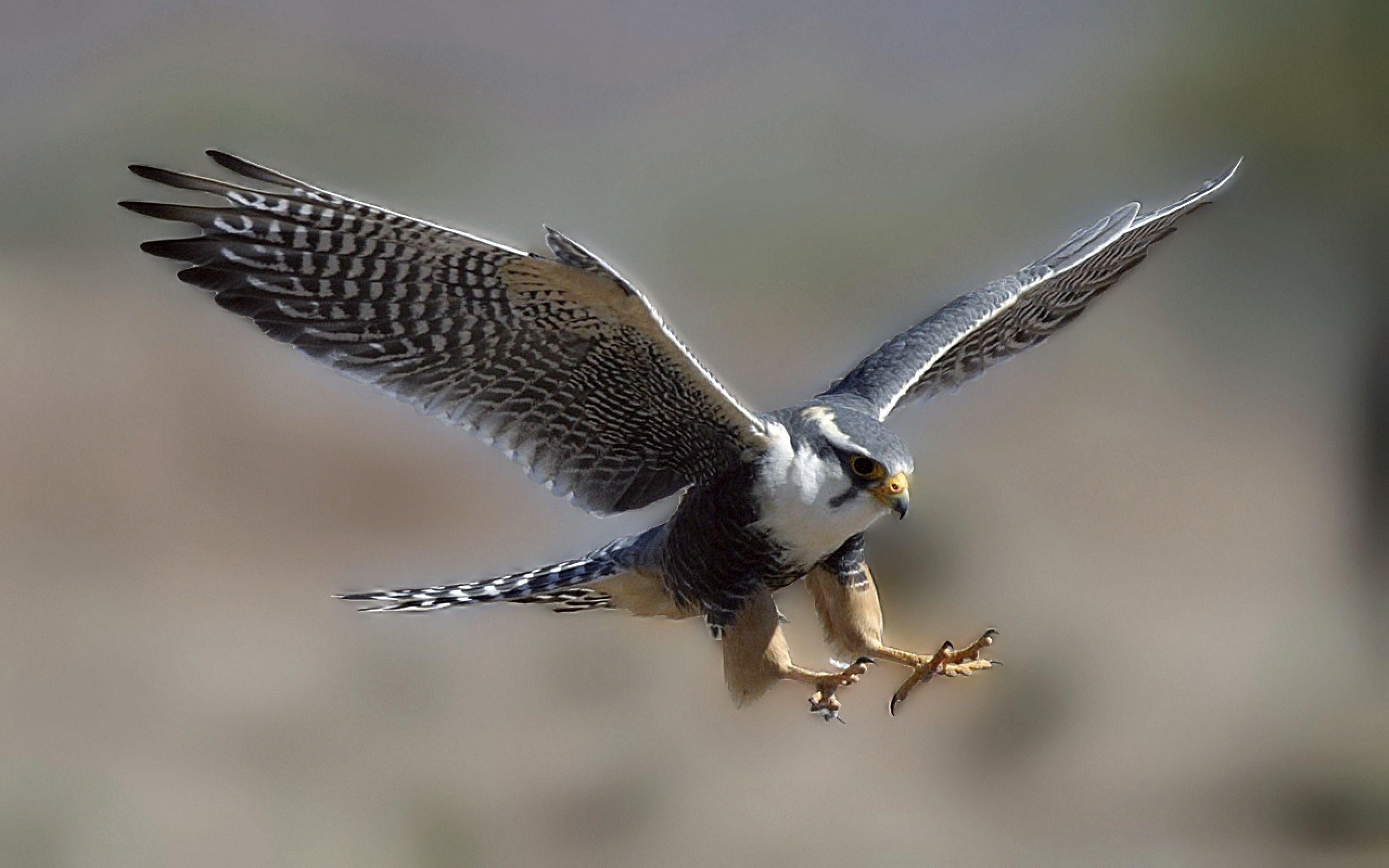 2560x1600 Cool Falcon Art .