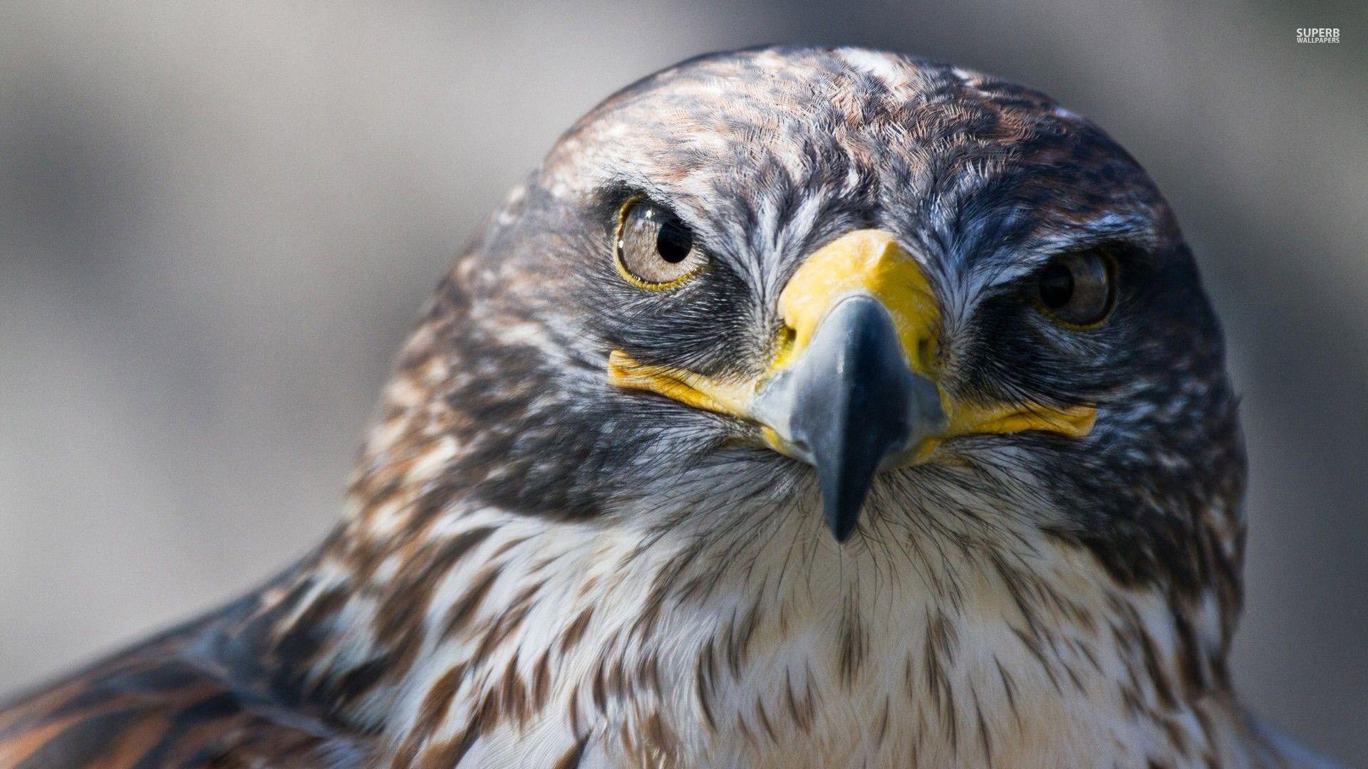 1920x1080 Falcon wallpaperx1080