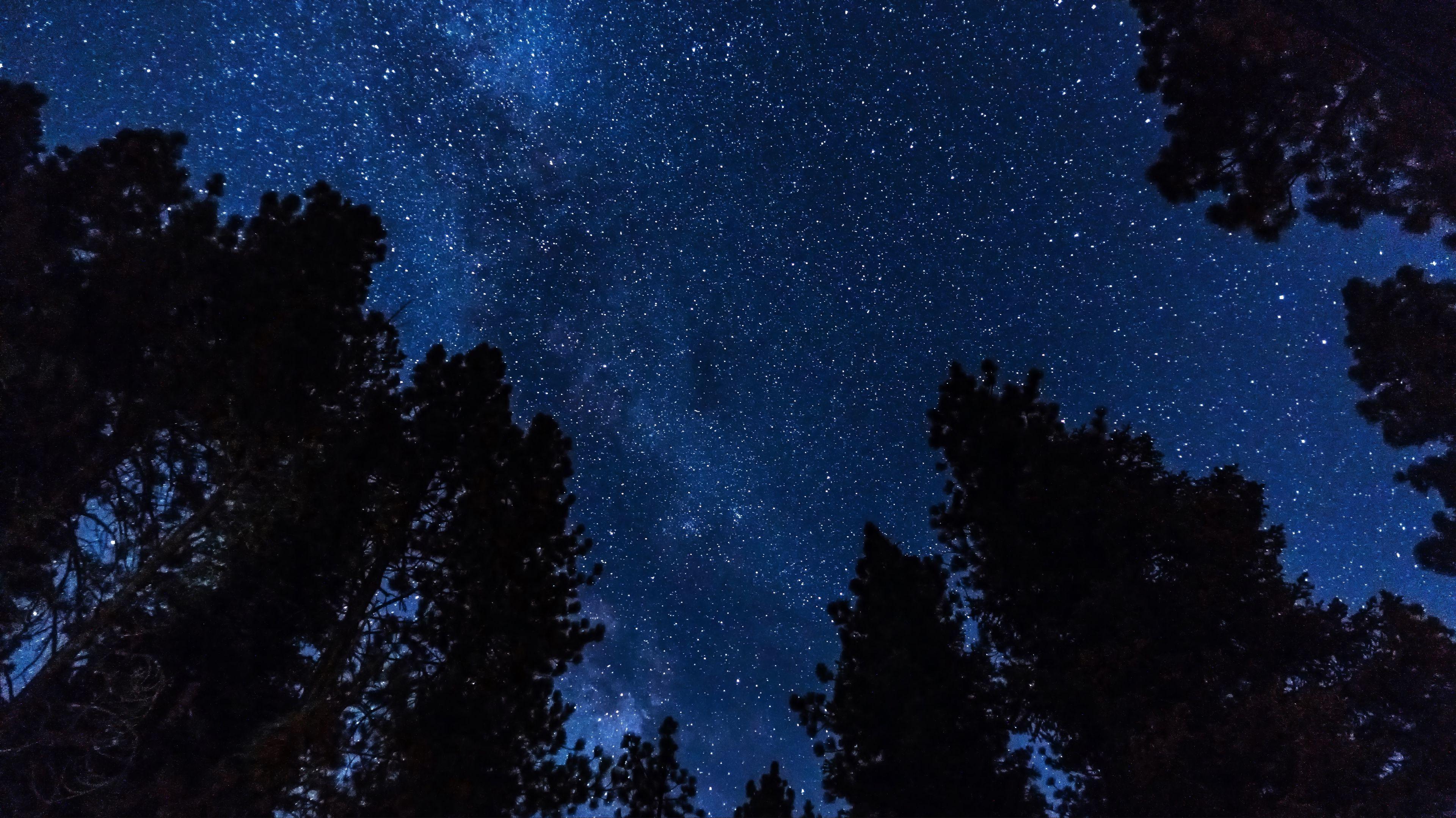 3840x2160 Download wallpaper 3840x2160 trees, stars, starry sky, night 4k uhd 16:9 HD background
