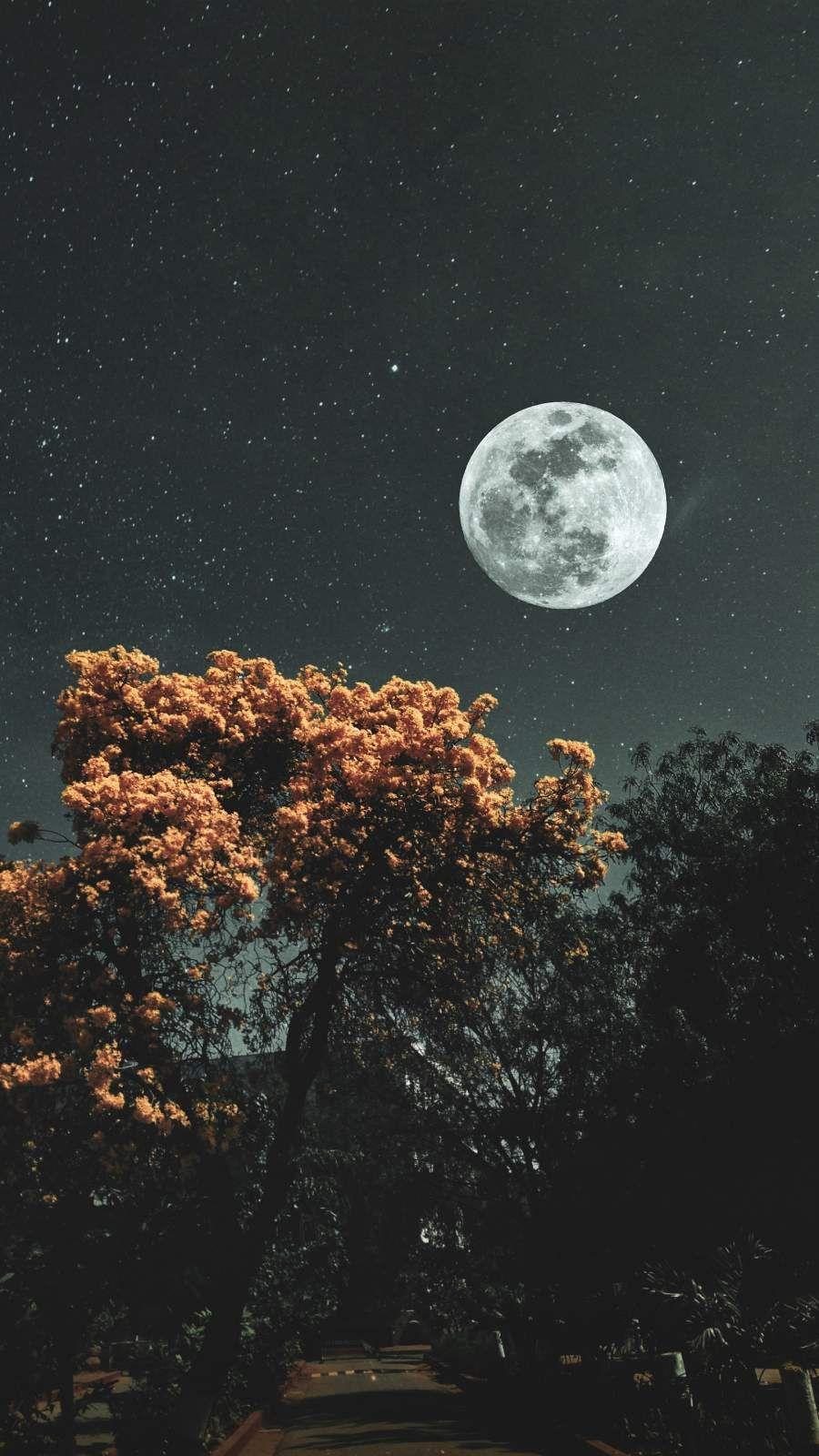 900x1600 Moon Stars Wallpaper .