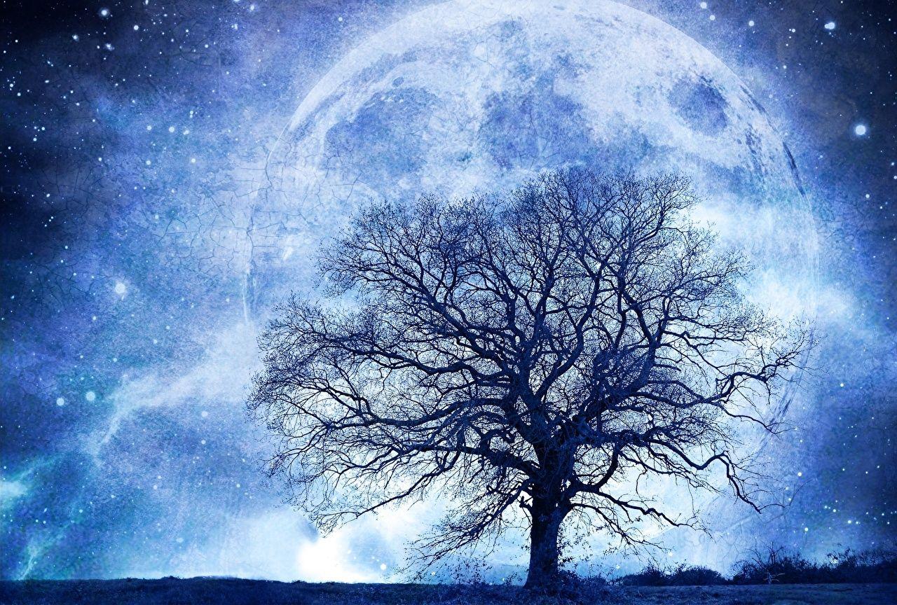 1280x864 Wallpaper Stars Planets silhouettes Space Fantasy Branches Trees