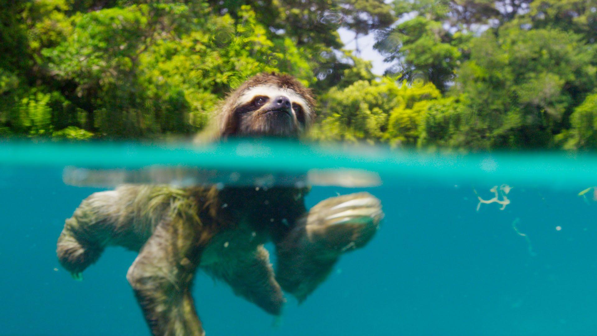 1920x1080 Planet Earth 2: 14 picture that prove you need to watch David Attenborough's new show