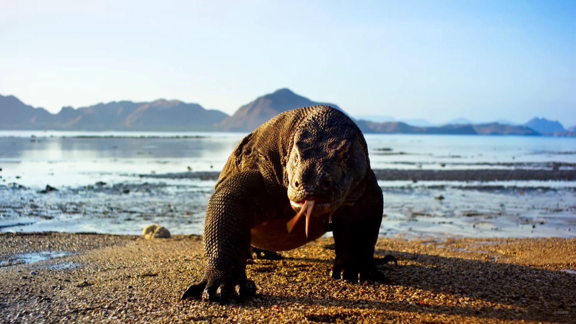 1920x1080 Here's When And Where You Can Watch Planet Earth II In Blistering 4K Ultra HD
