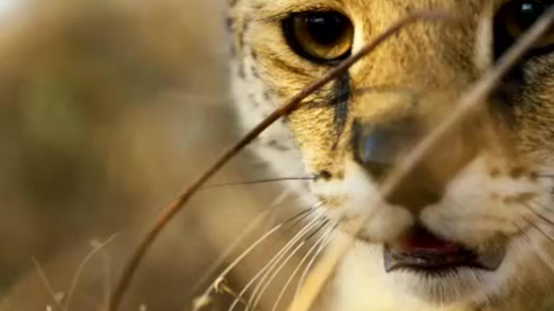 1920x1080 This Season on 'Planet Earth II. Watch Planet Earth II Video Extras