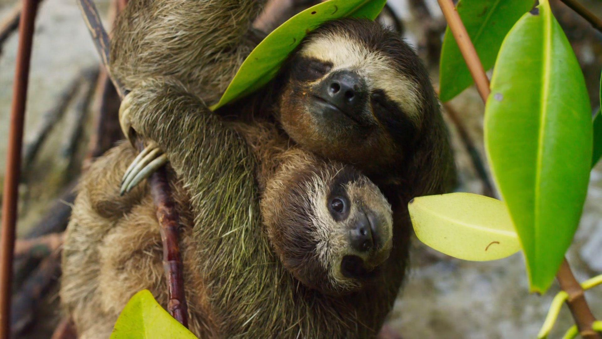 1920x1080 Planet Earth II Screenshots Wallpaper