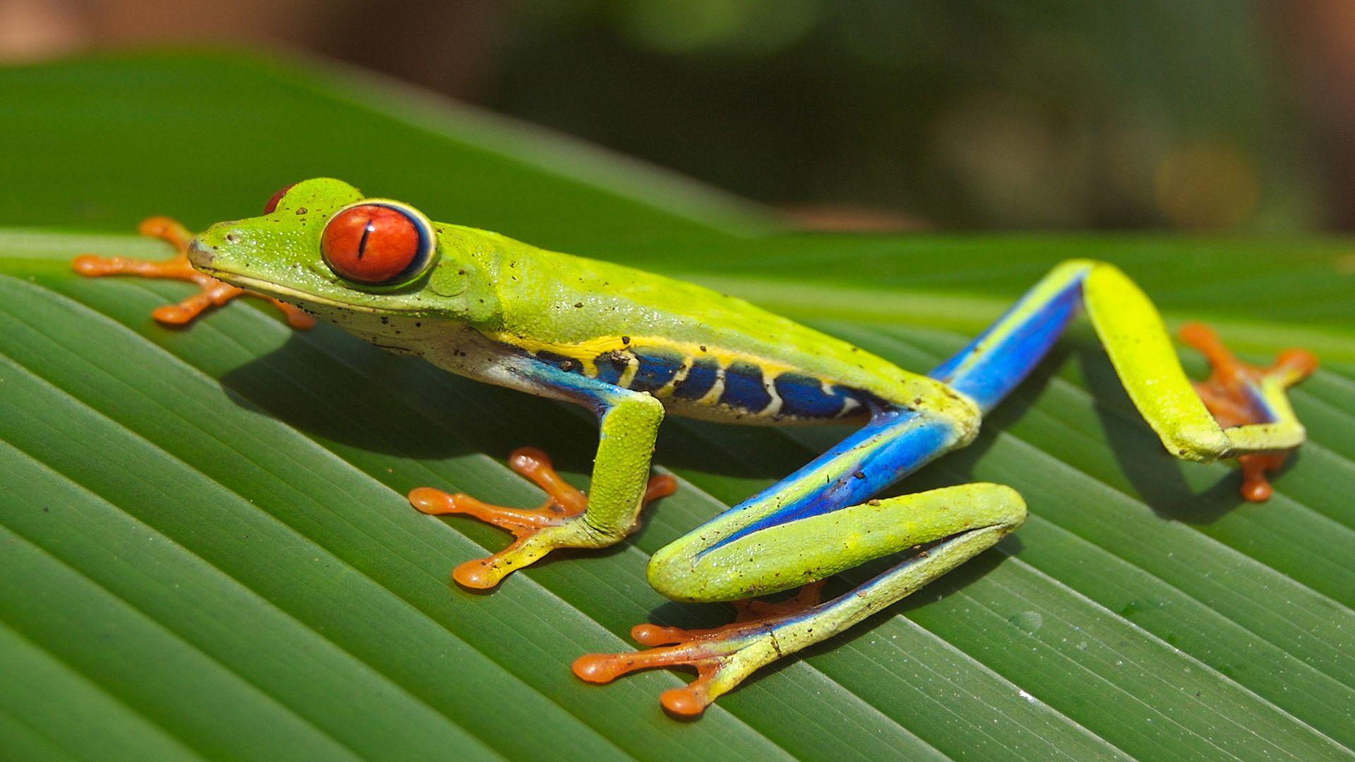 1920x1080 BBC Is Testing 4K Streaming With Planet Earth II On iPlayer