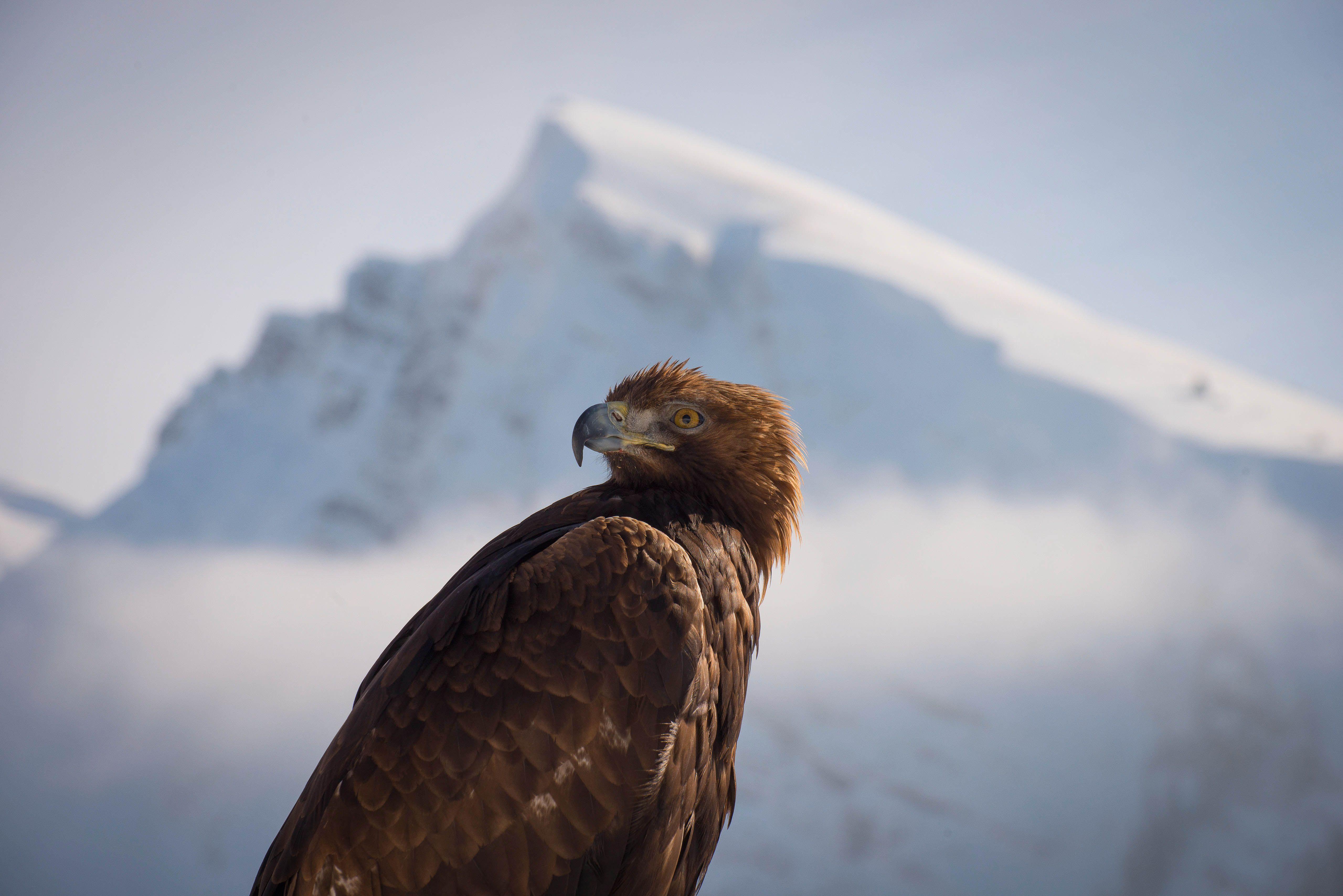 5119x3416 Planet Earth II: Mountains: 15 gorgeous picture that prove Sir David Attenborough's show is at the pinnacle