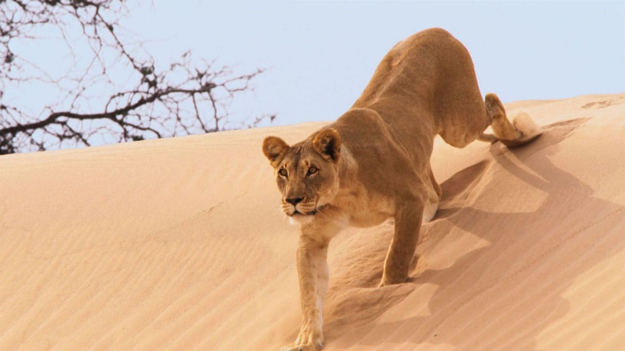 1280x720 Planet Earth II Lions, Struggle for Water, and Desert Survival Tactics. NDTV Gadgets 360