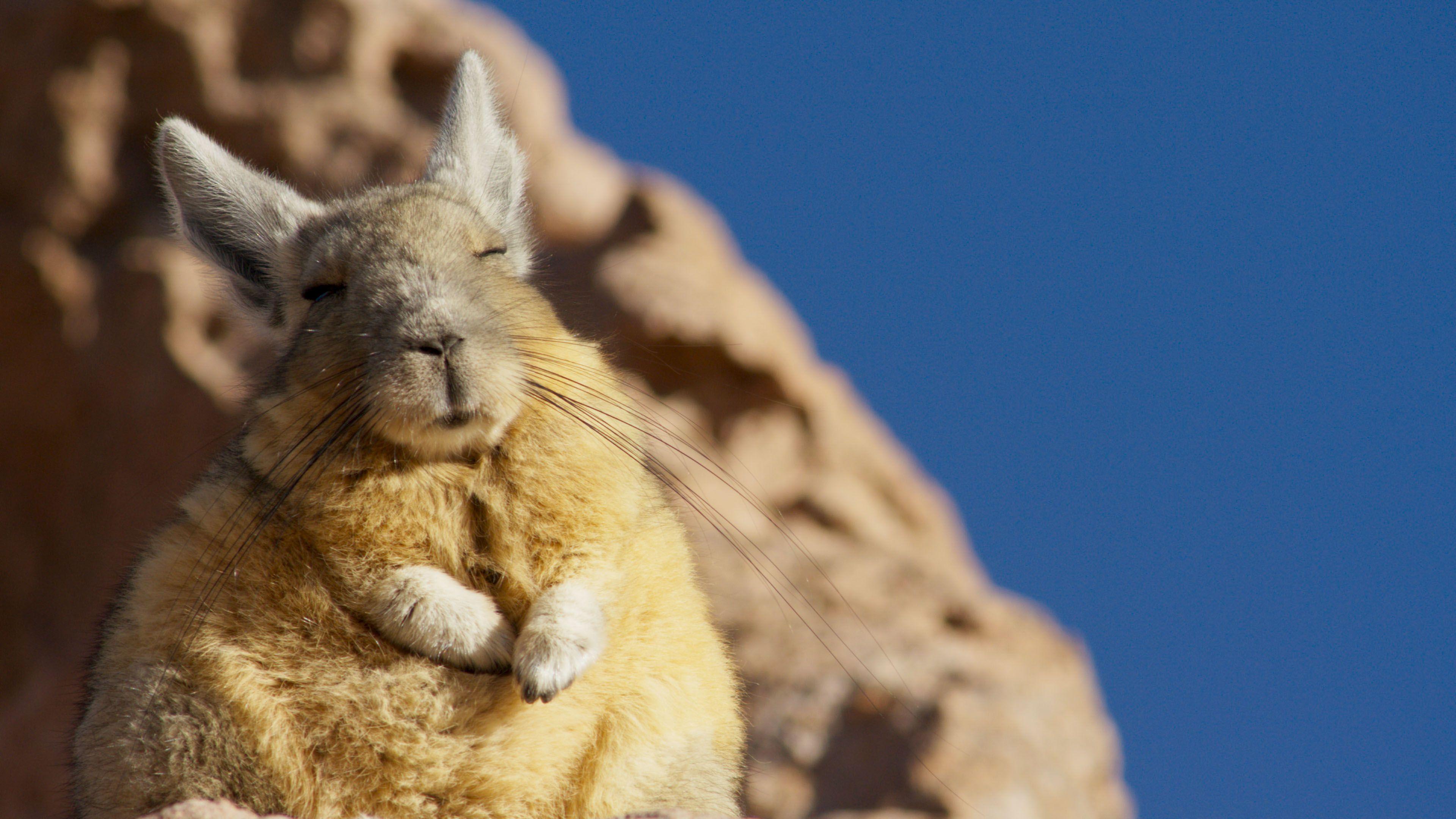 3840x2160 Planet Earth II: Mountains: 15 gorgeous picture that prove Sir David Attenborough's show is at the pinnacle