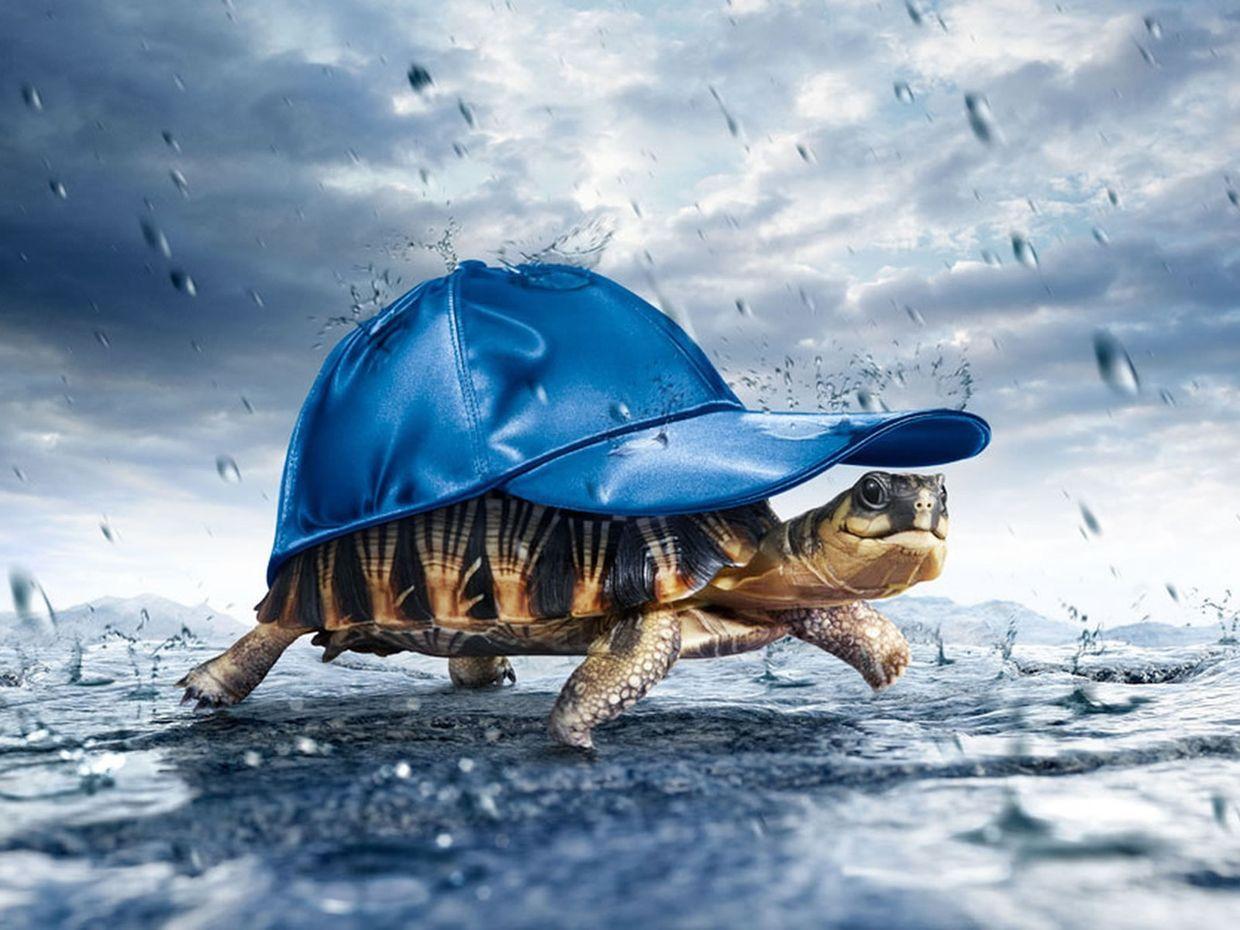 1240x930 Free download Rain Amazing Wallpaper 3D Turtle in Rain PC Wallpaper [1240x930] for your Desktop, Mobile & Tablet. Explore 3D Rain Wallpaper. Raindrops Wallpaper, Free Rain Wallpaper, Beautiful Rain Wallpaper
