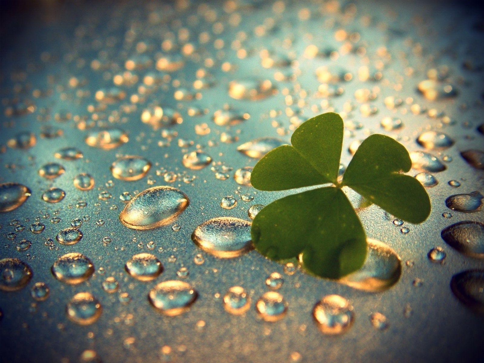 1600x1200 Best Collection Beautiful Rain HD Wallpaper For Desktop