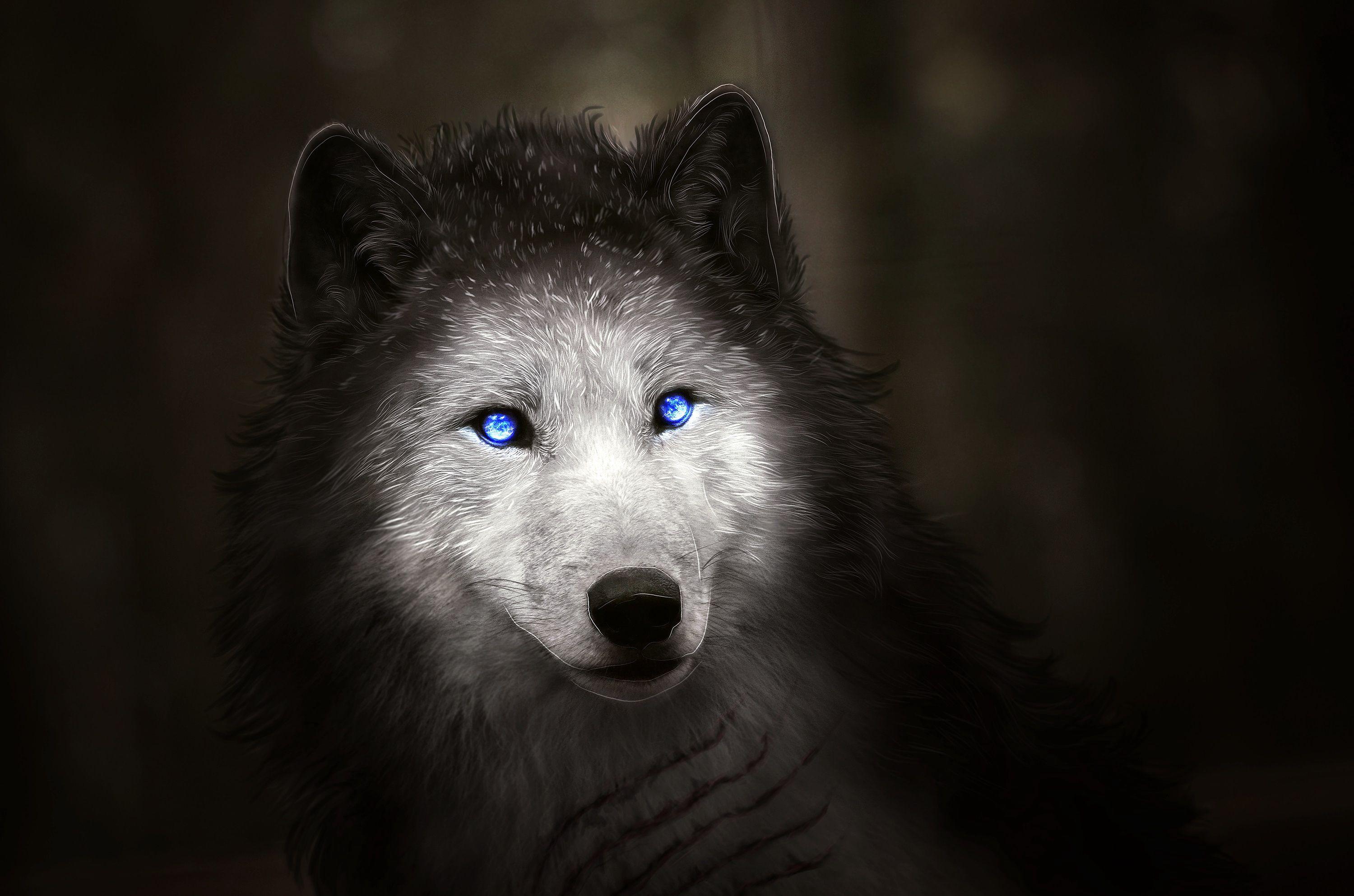 eyes of a wolf