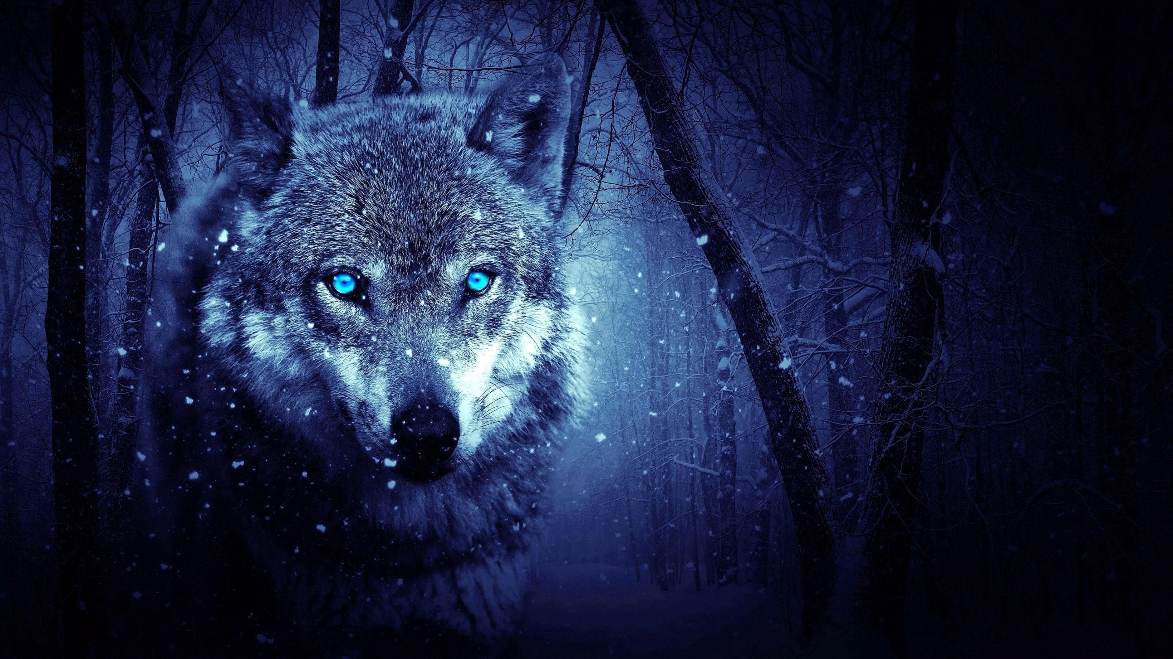 White Wolves With Blue Eyes Wallpaper