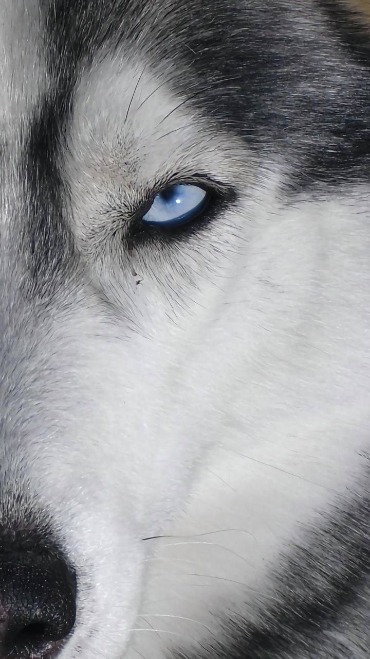 720x1280 Wolf eye wallpaper