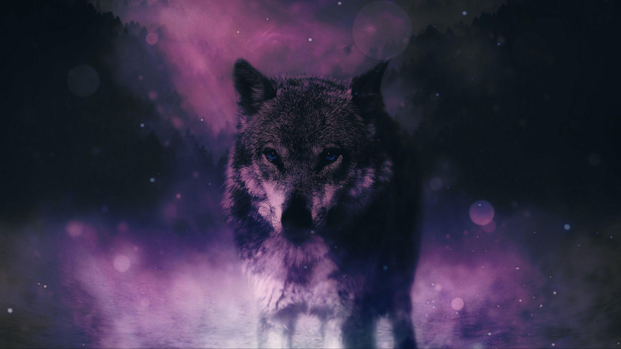 Purple Wolves Wallpapers Top Free Purple Wolves Backgrounds Wallpaperaccess