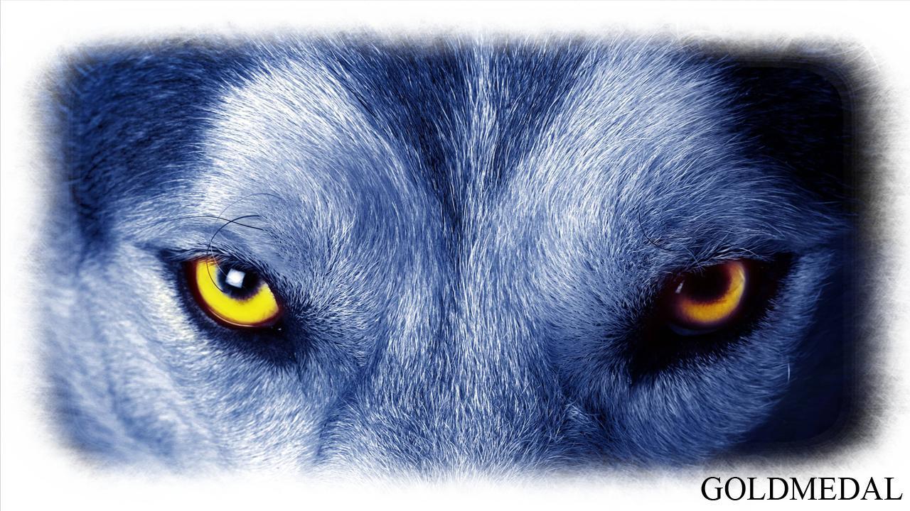 1280x720 Wolf Eyes Wallpaper for Android