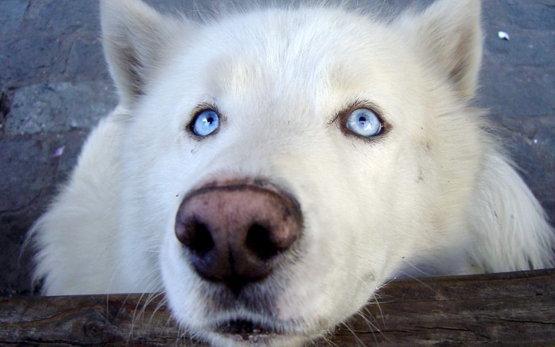 1920x1200 White Wolf With Blue Eyes wallpaper. Wolf with blue eyes, White wolf, White dogs