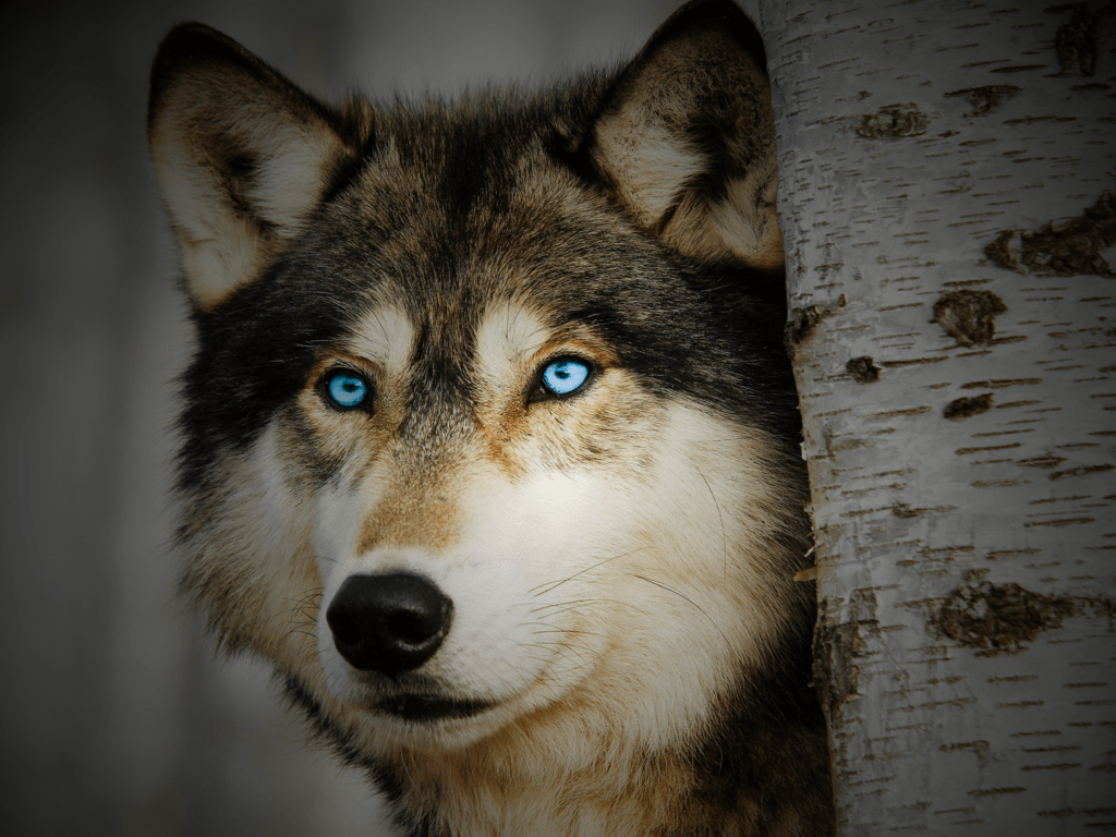 1024x768 Wolf Eyes Light Blue .