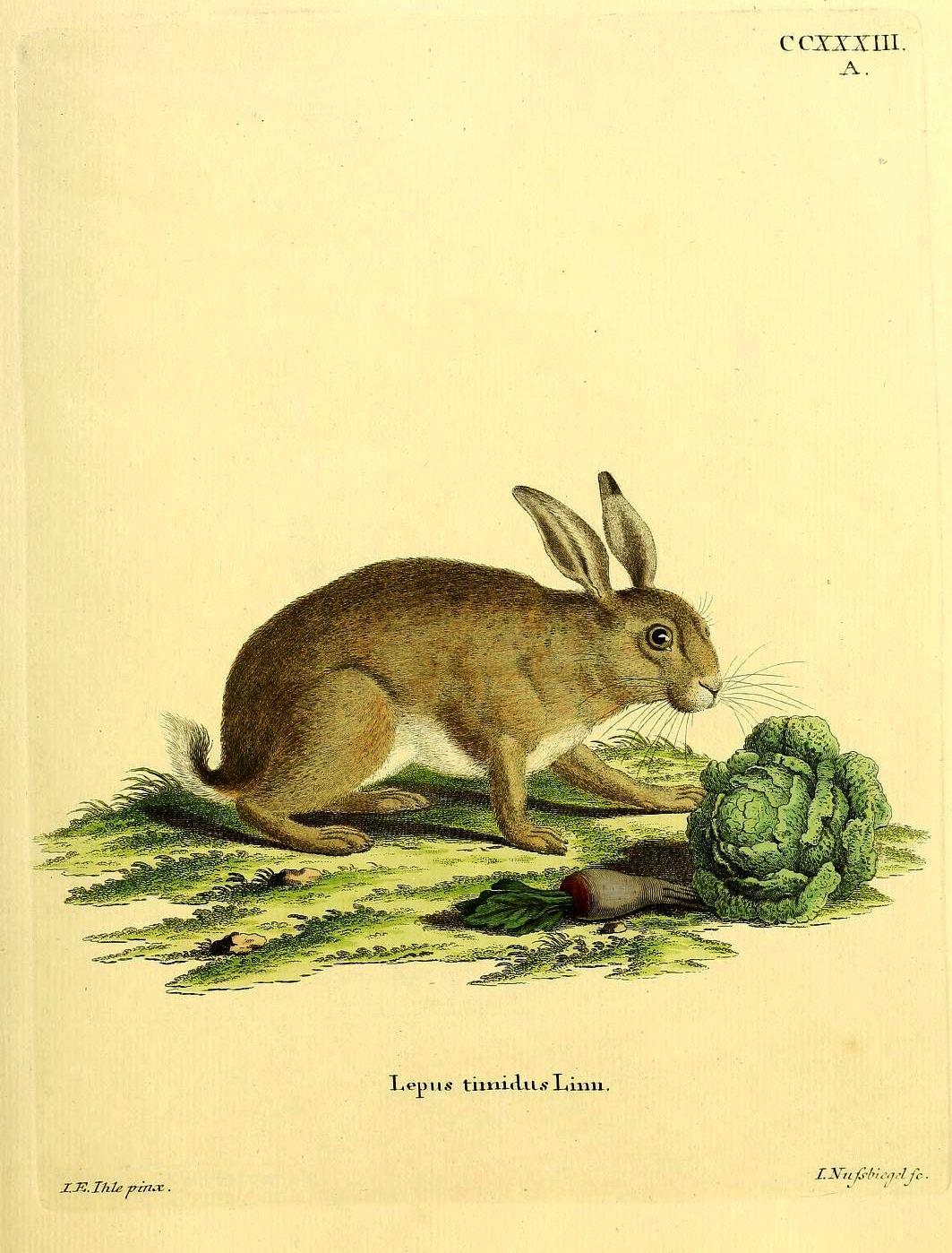 1063x1398 Free Cute Vintage Rabbit & Easter Bunny Picture Box Blue