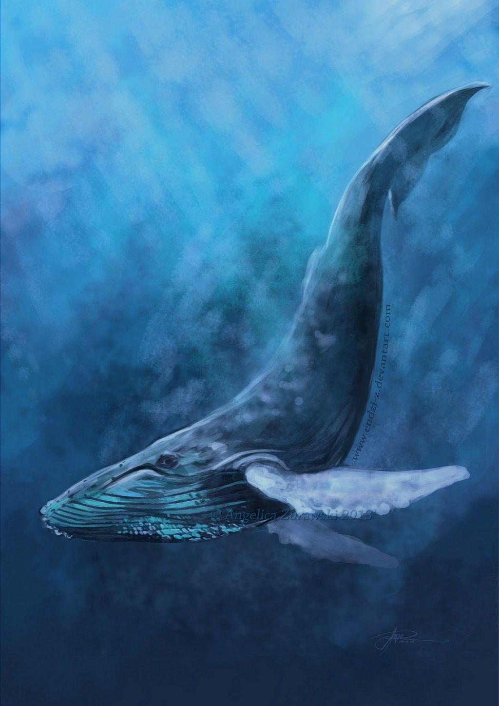 1024x1448 Whale Wallpaper