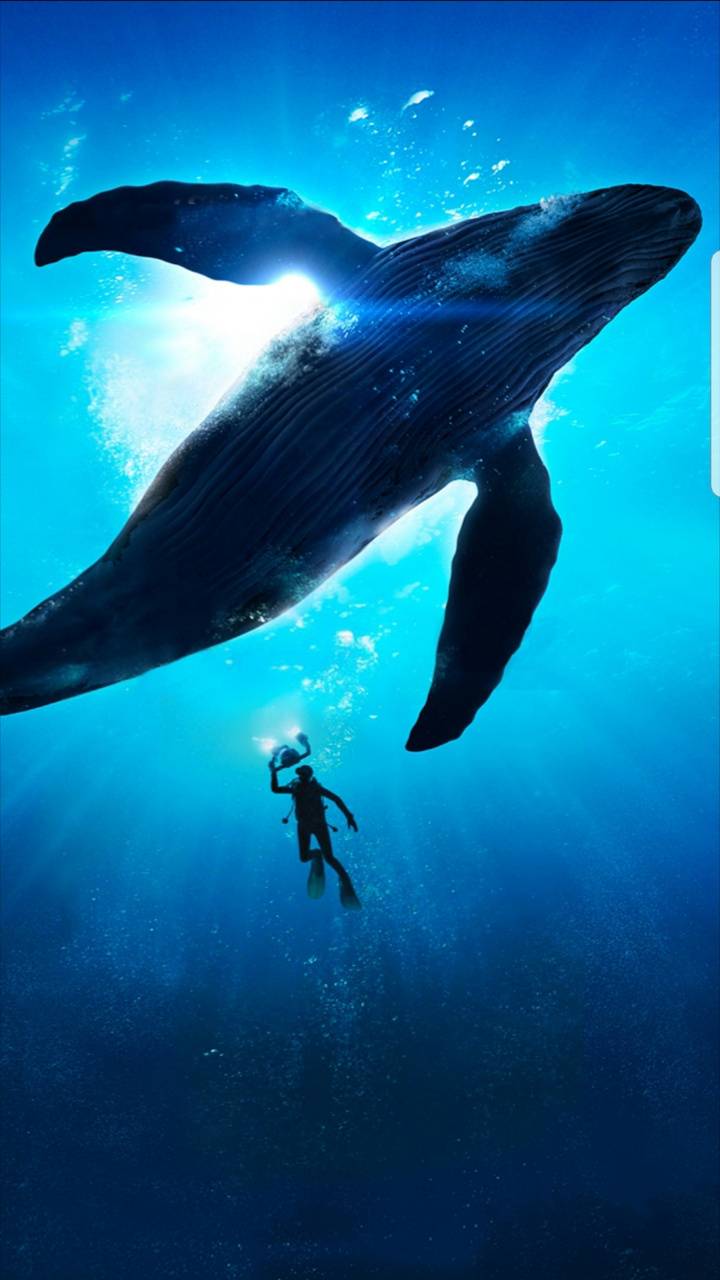 720x1280 Blue whale s8 wallpaper