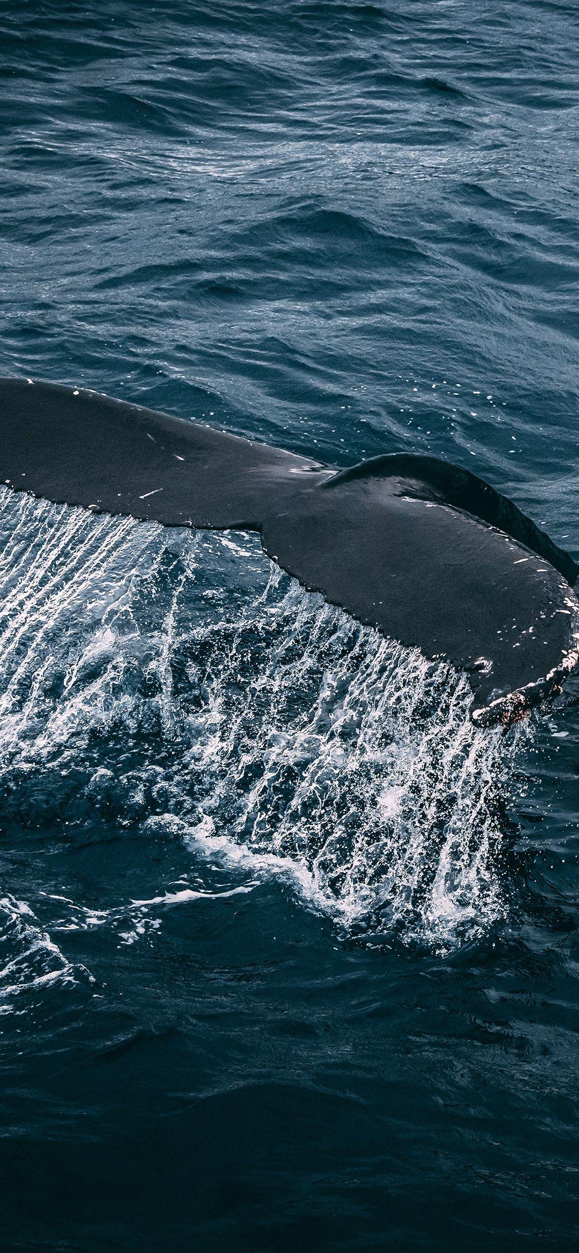 1125x2436 Whale iPhone Wallpaper .