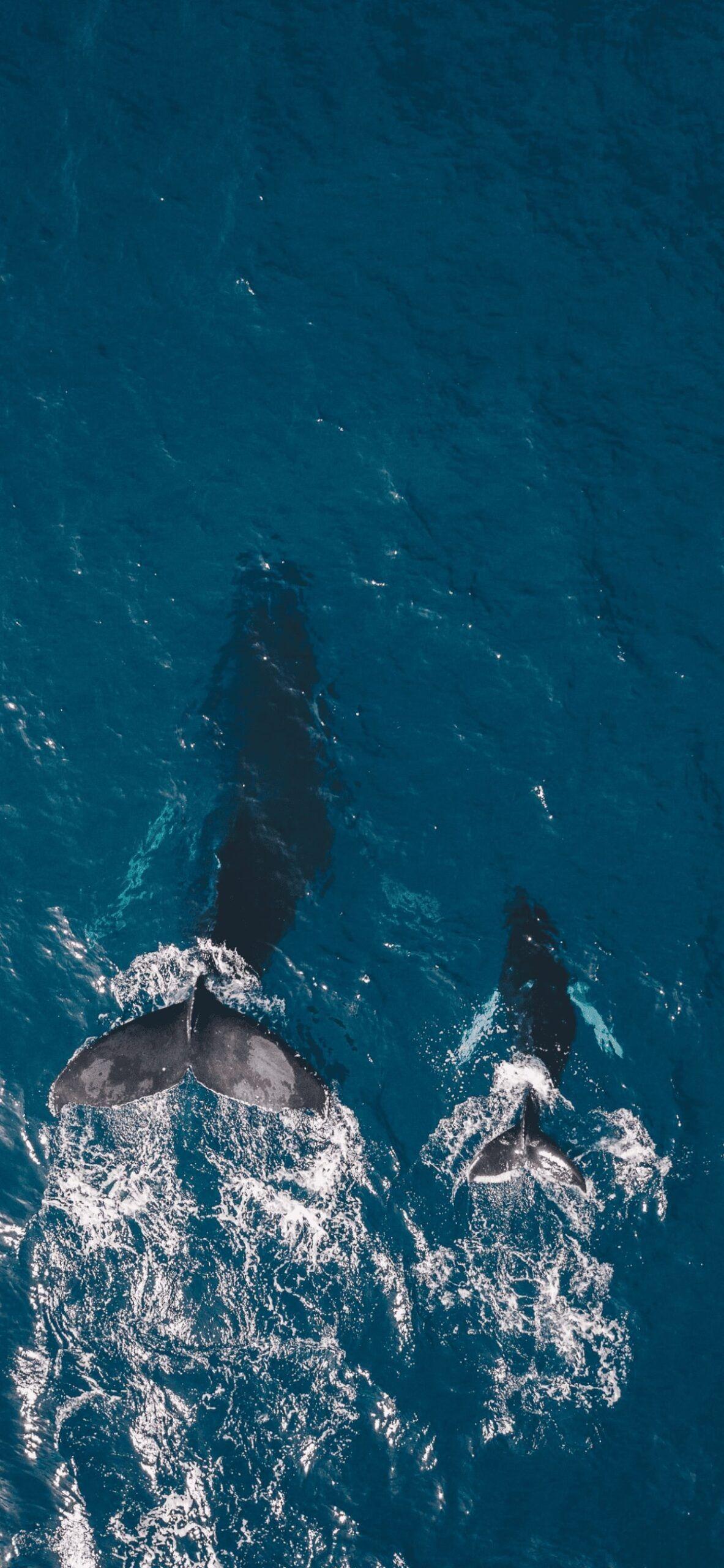1183x2560 Whale Wallpaper art: Free HD Download