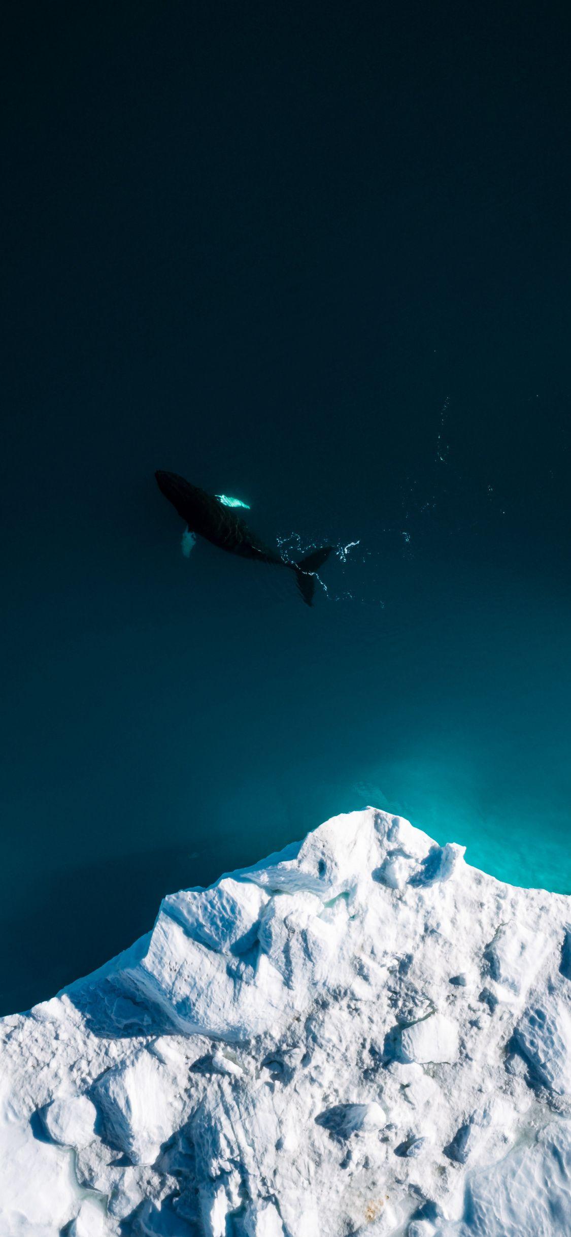 1125x2436 Aerial Shot, Iceberg, Whale, Fish, Sea, Wallpaper X Wallpaper Whale
