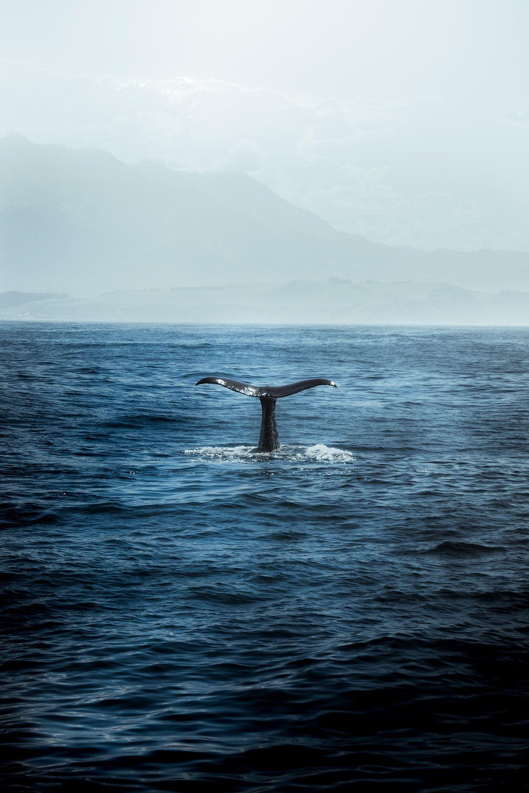 1080x1620 blue whale in body of water photo
