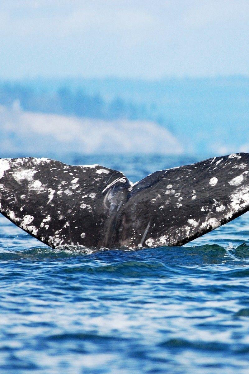 800x1200 Wallpaper Whale, Jump, Sea, Ocean, Sky Whale Background