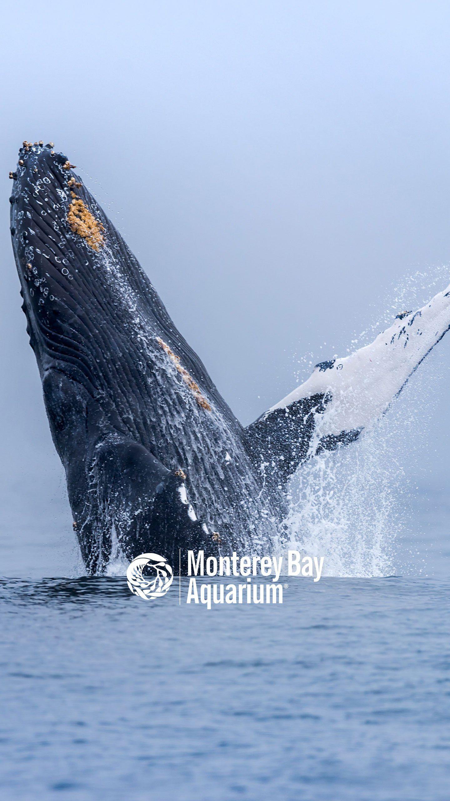 1440x2560 Humpback whale wallpaper from the Monterey Bay Aquarium