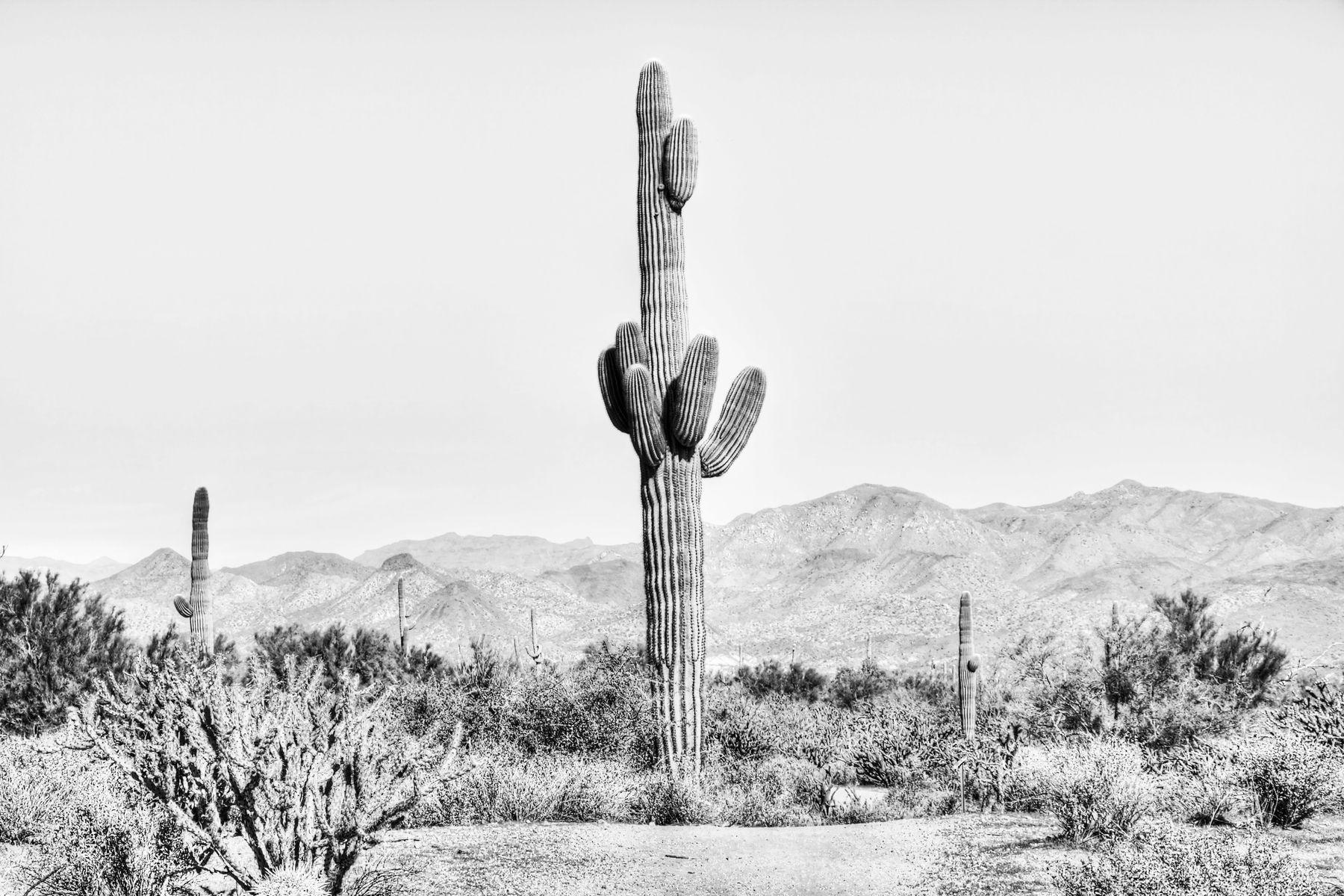 1800x1200 Buy Vintage Cactus wallpaper US shipping at