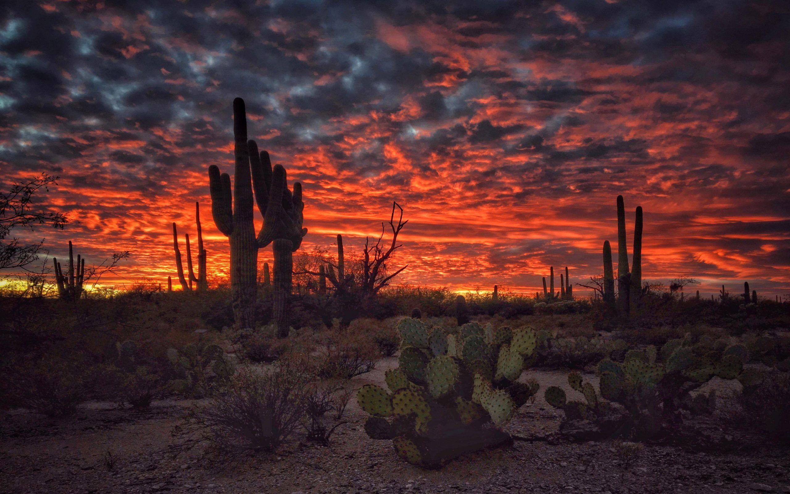 Cactus Landscape Wallpapers - Top Free Cactus Landscape Backgrounds