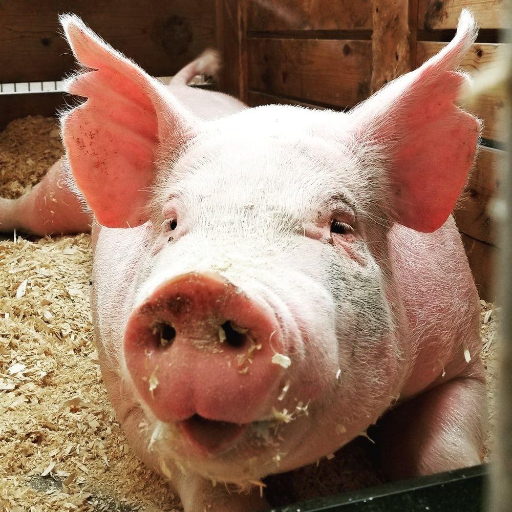 1000x1000 Pig Picture. Download Free Image